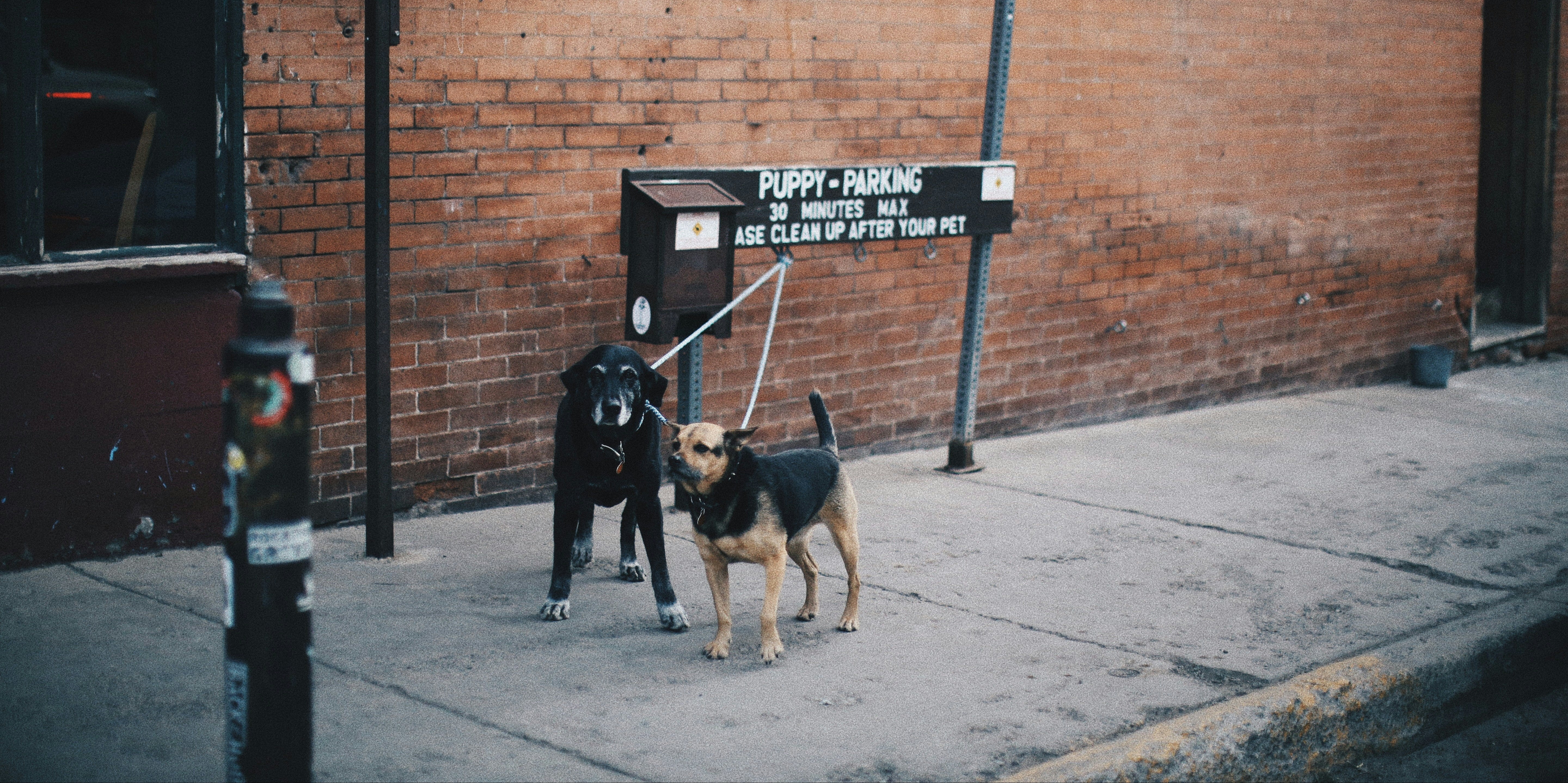 Can Dogs Miss Us? The Science of Separation and Attachment - Eva Pet