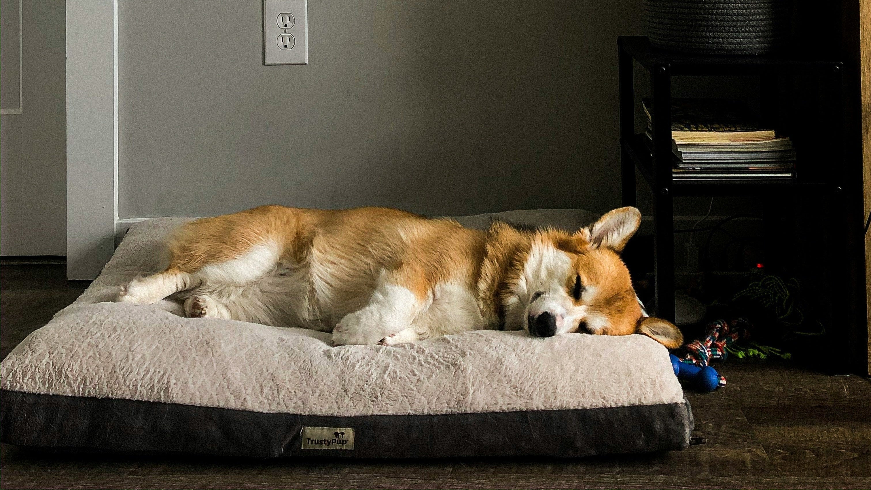 Do Dogs Dream? What Science Says About Their Sleep Adventures