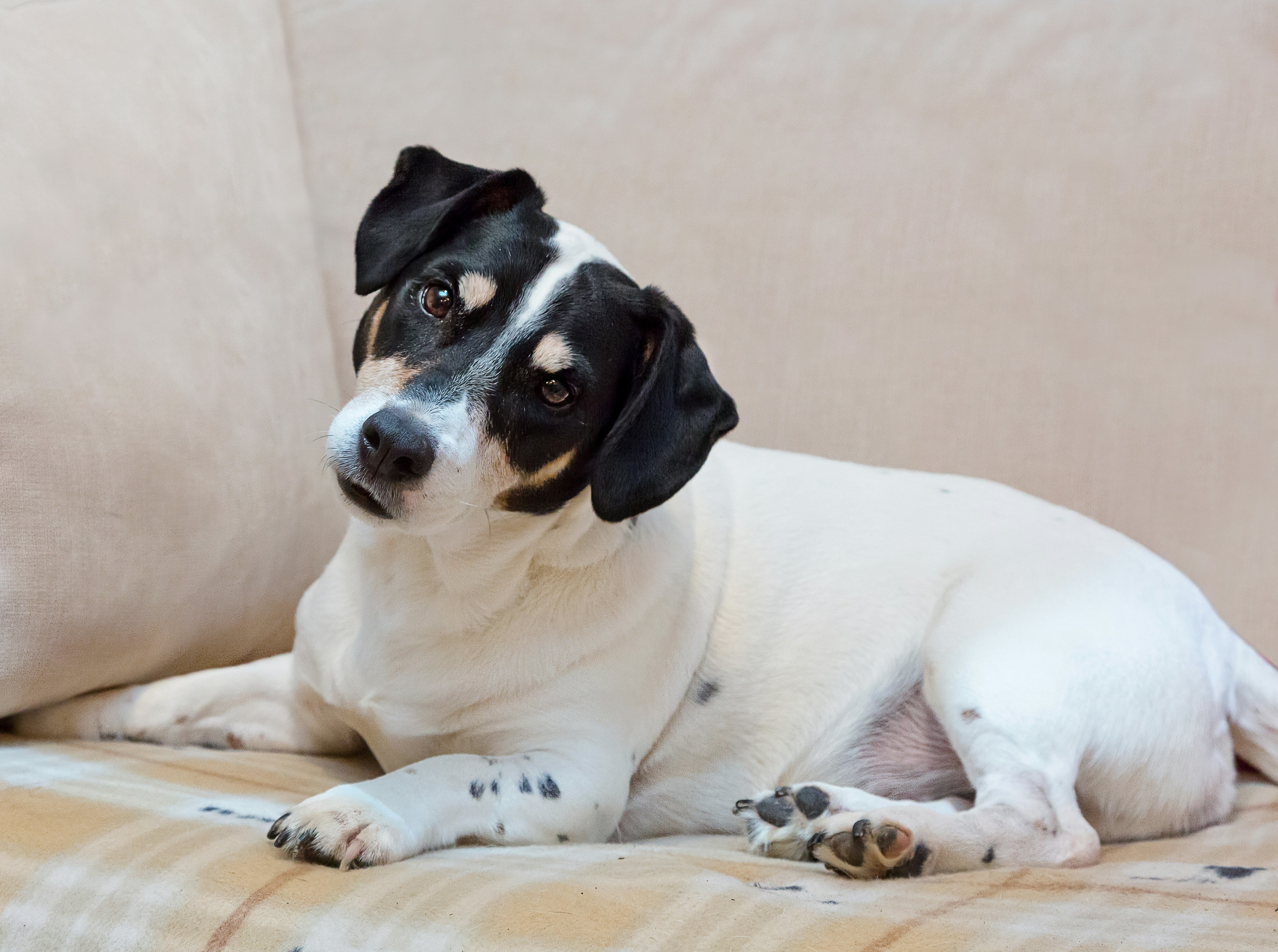 Terrier black and while dog tilt head tilting