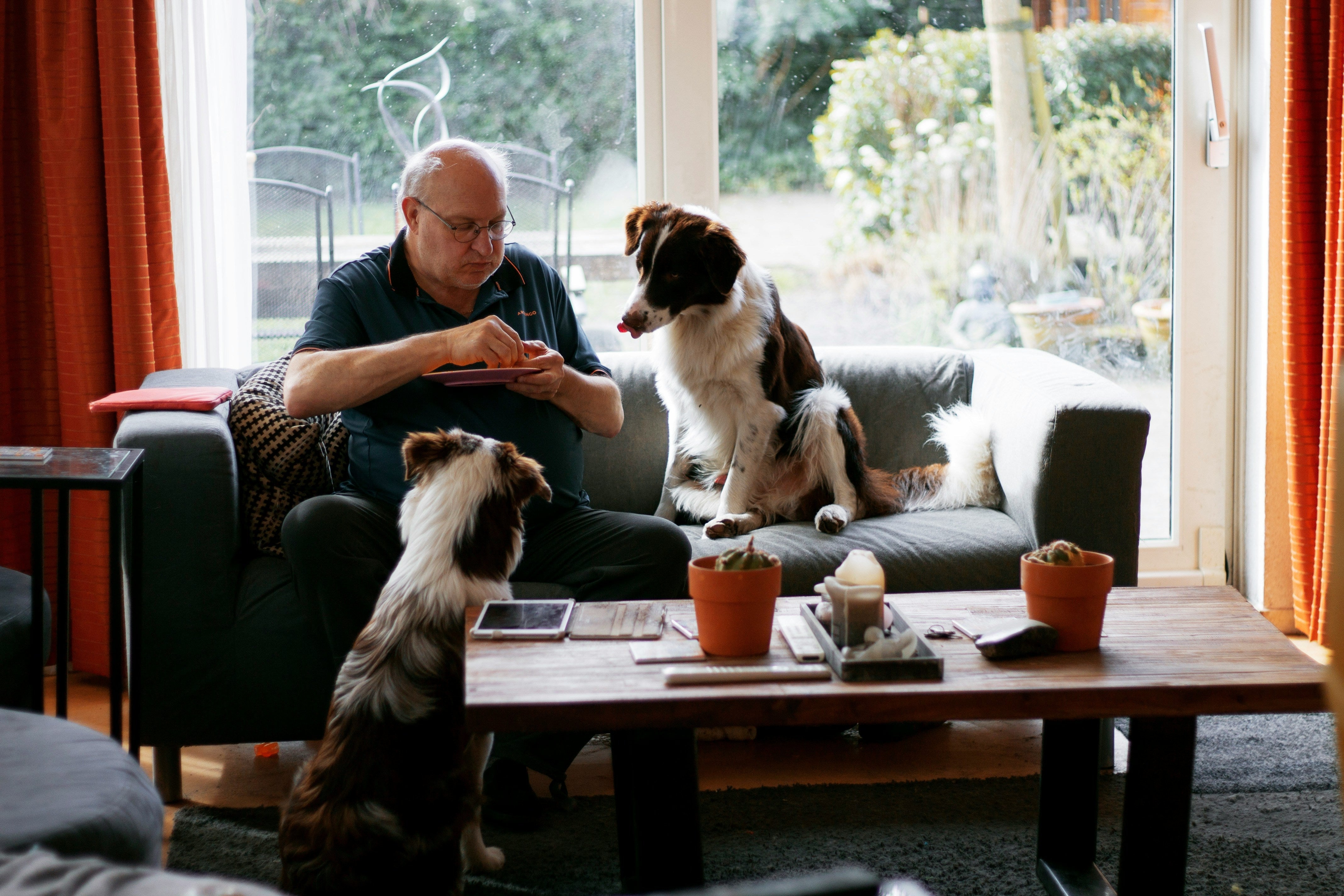 Man with food puppies watching closely shepherd dog