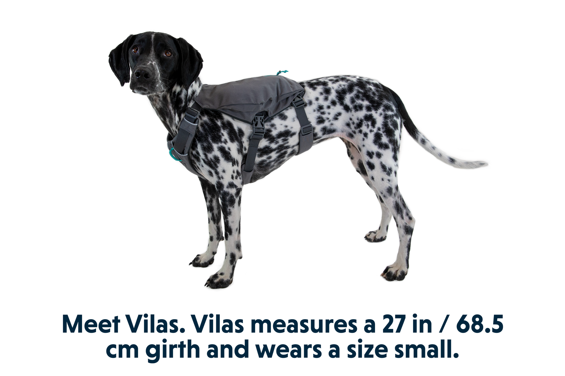 Switchbak™ Dog Harness