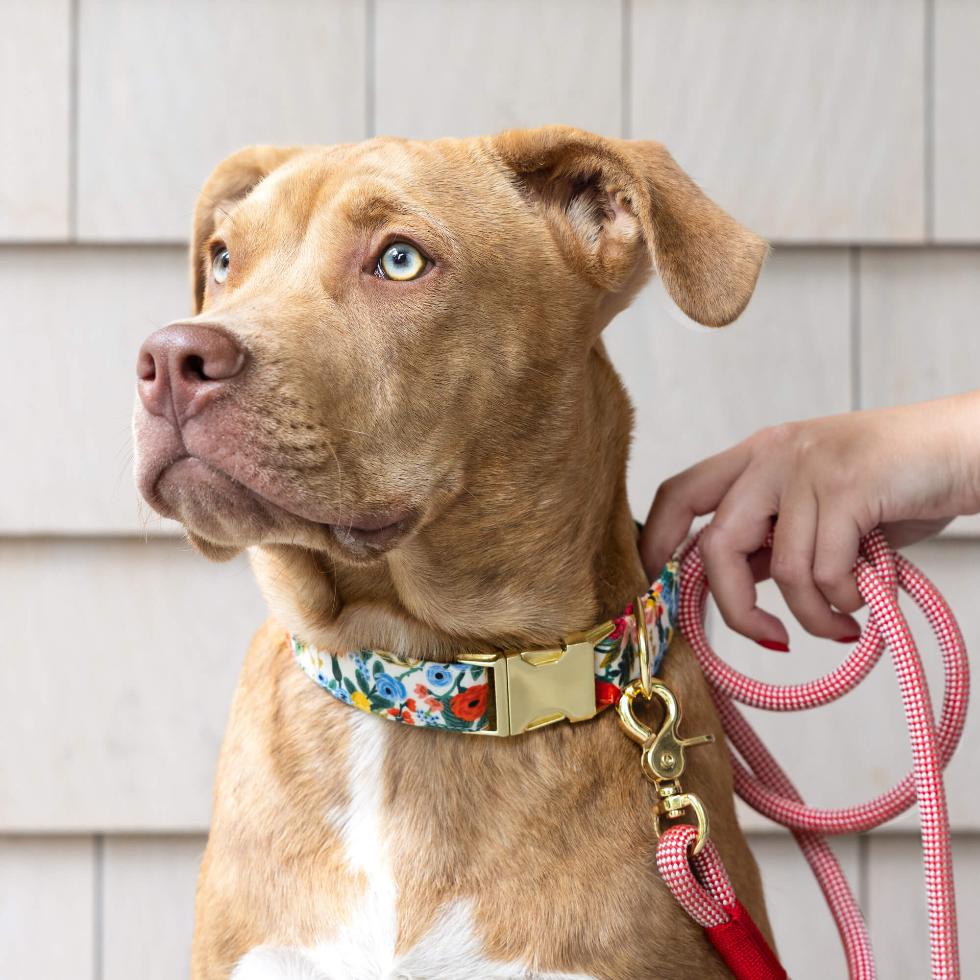 Rifle Paper Co. x TFD Garden Party Dog Collar