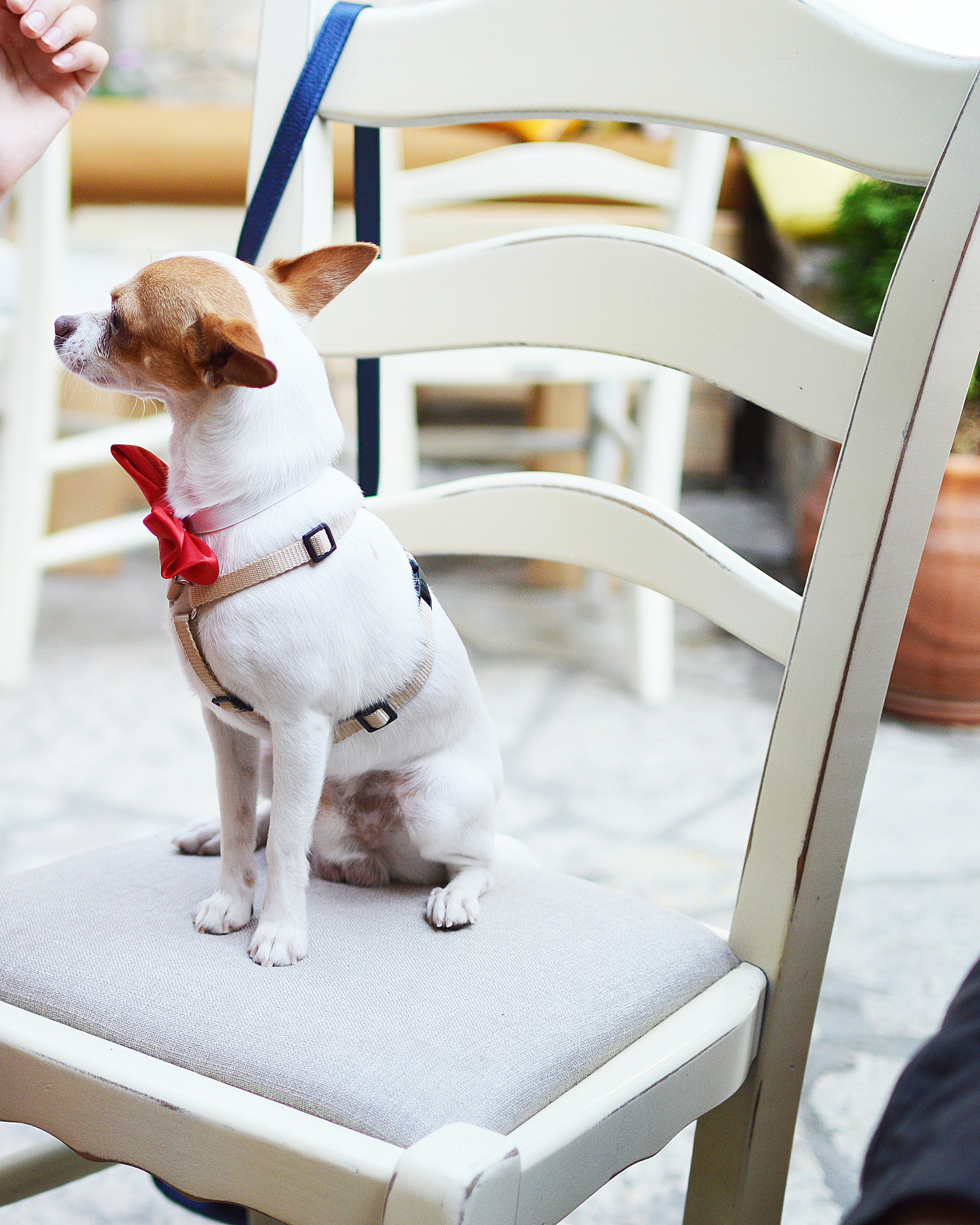 Chihuahua sitting in chair with bowtie dog