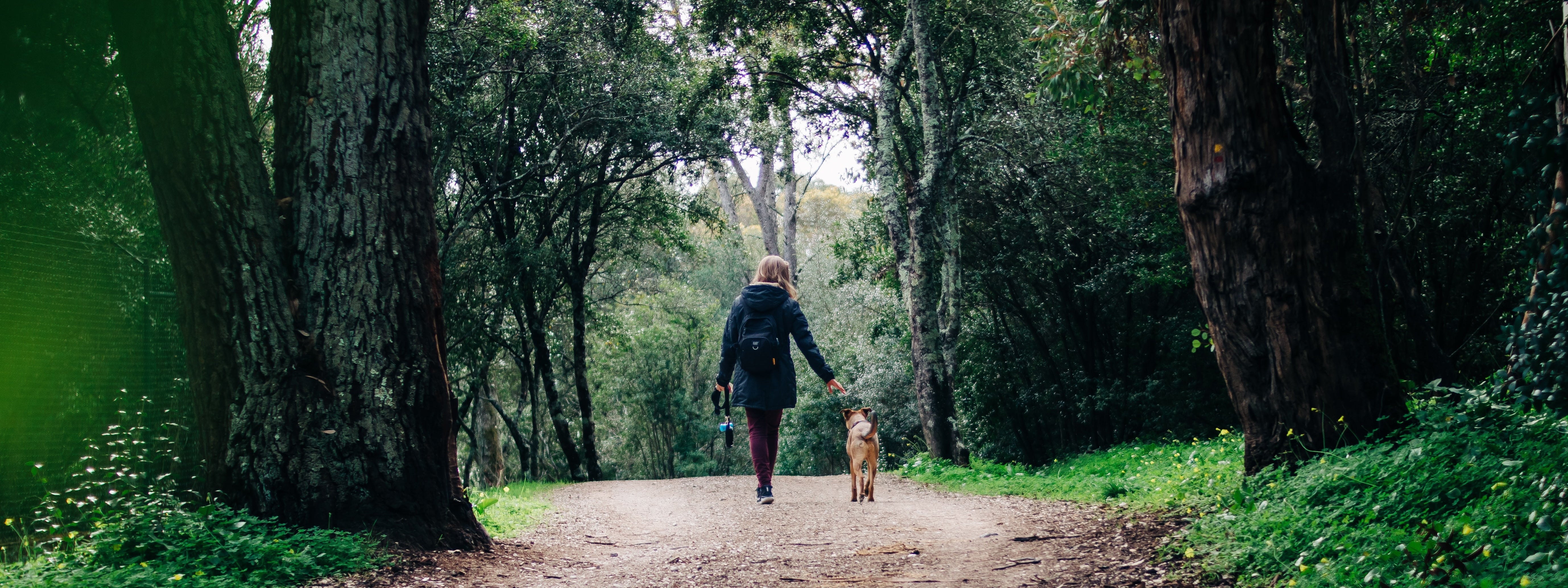 Dog forest hike see through trees