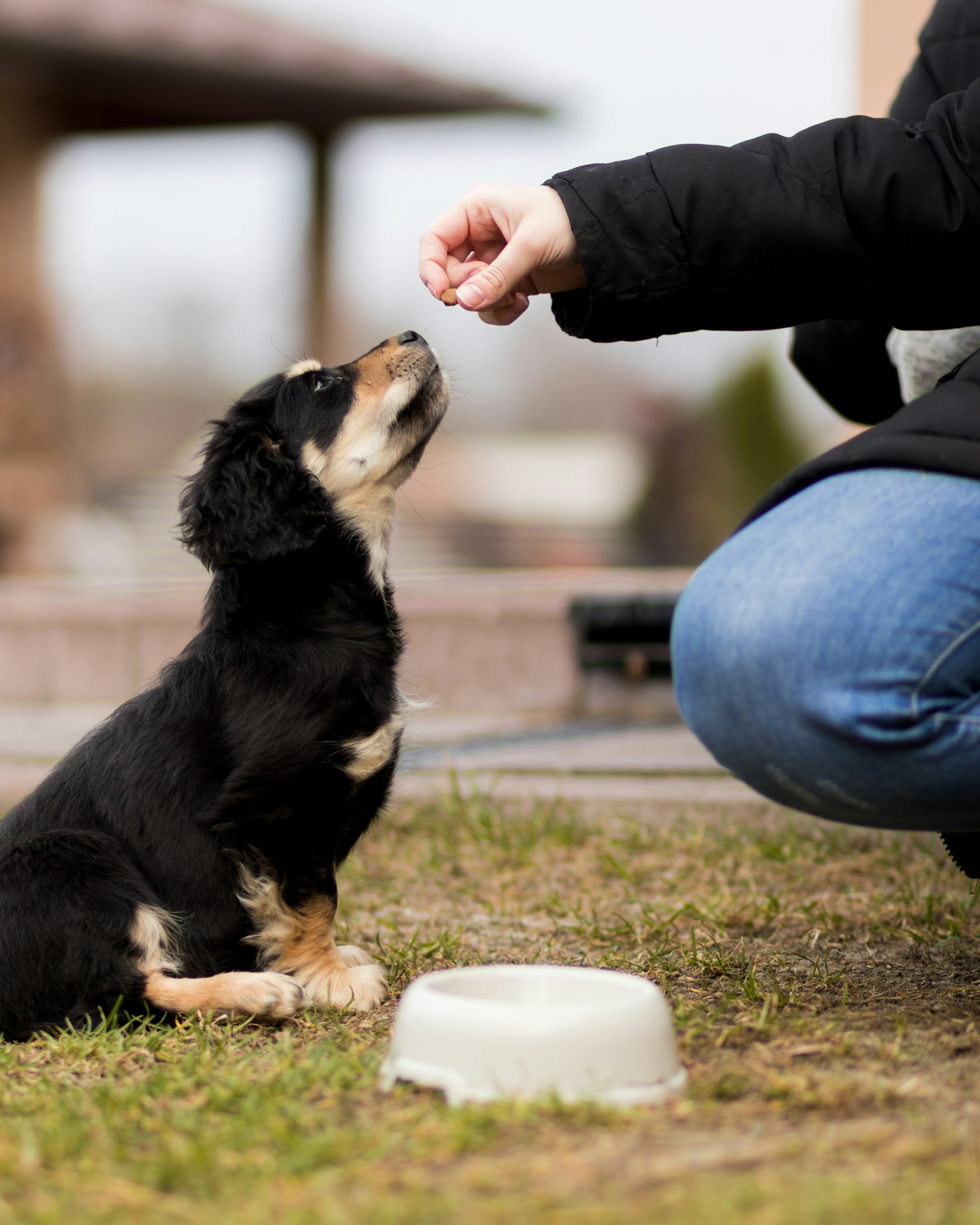 Dog puppy sitting on grass with a person offering food