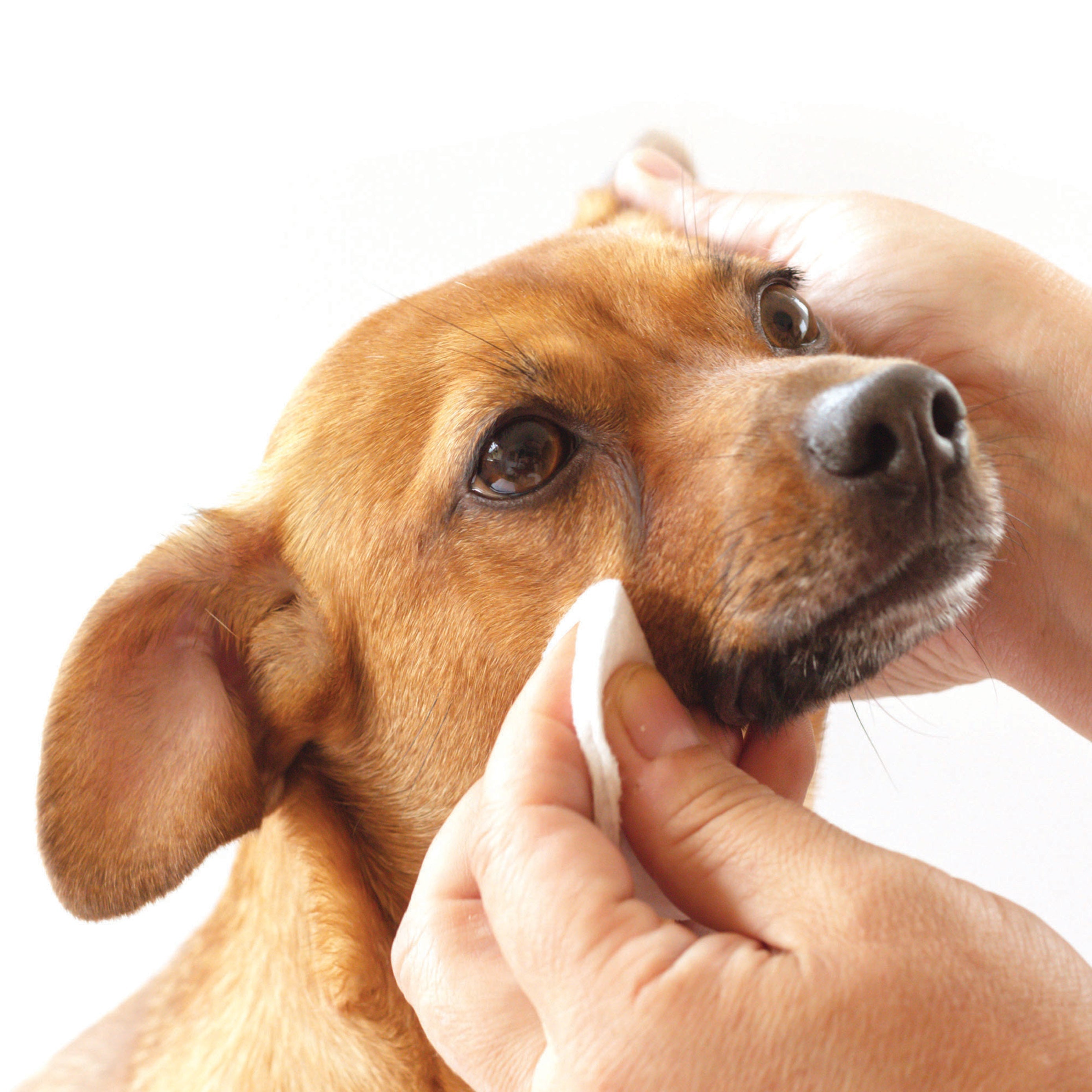 Tear Stain Removing Under Eye Wipes