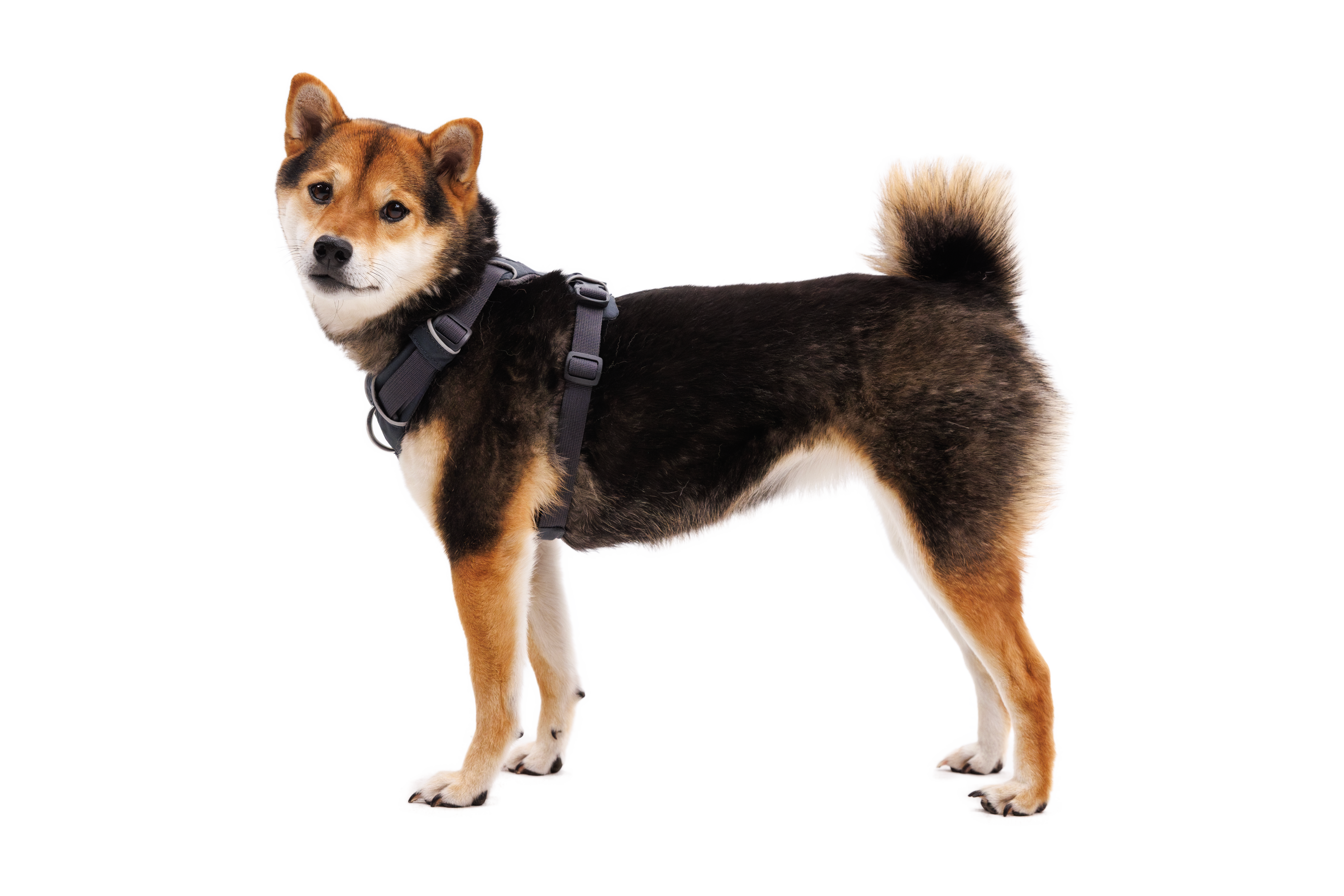 Front Range® Dog Harness