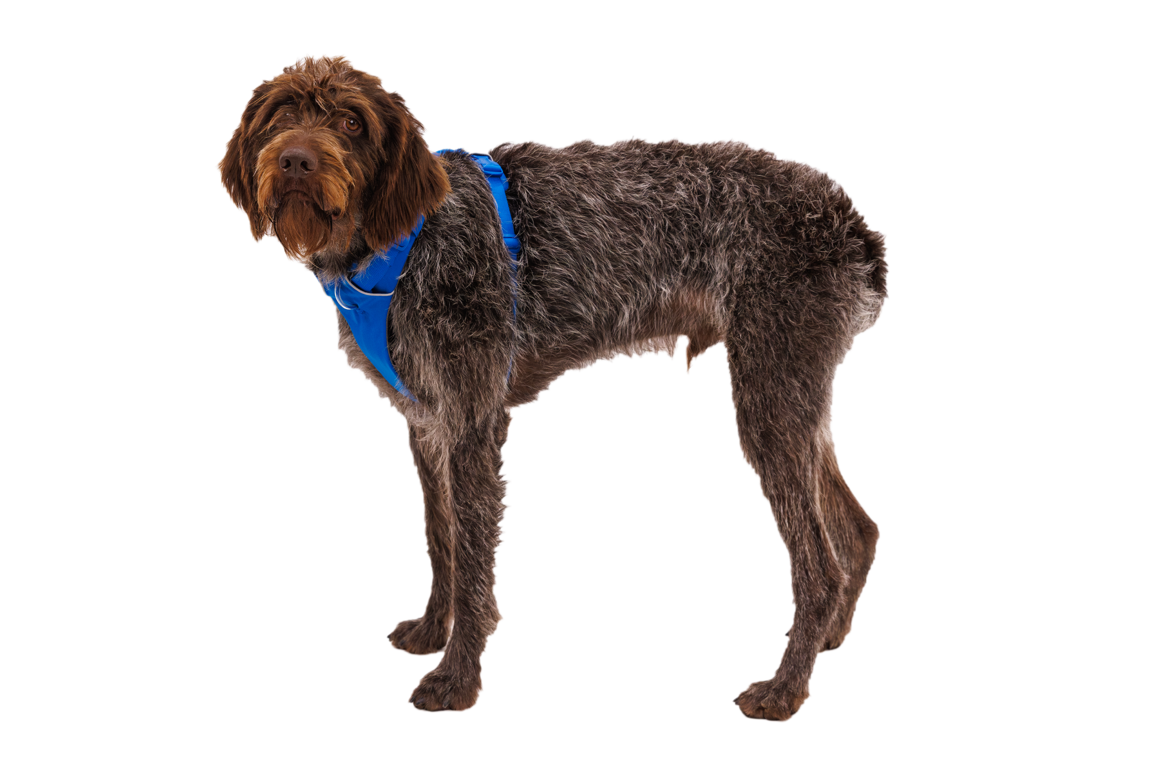 Front Range® Dog Harness