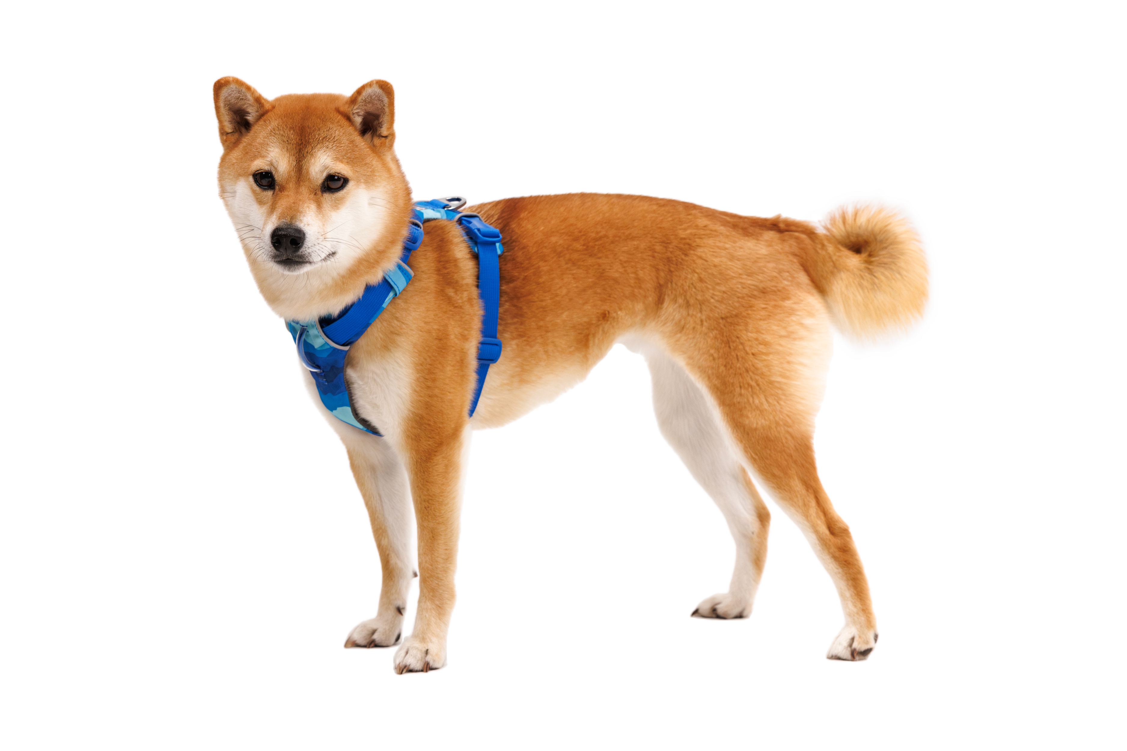 Front Range® Dog Harness