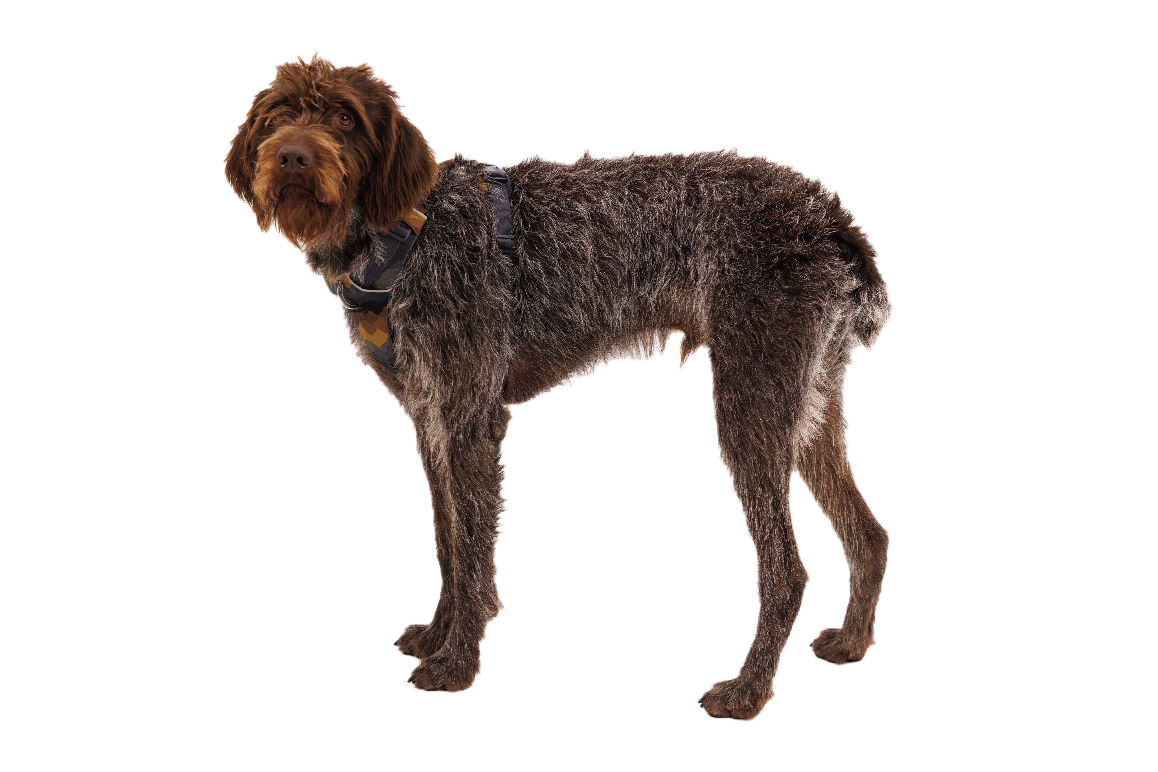 Front Range® Dog Harness