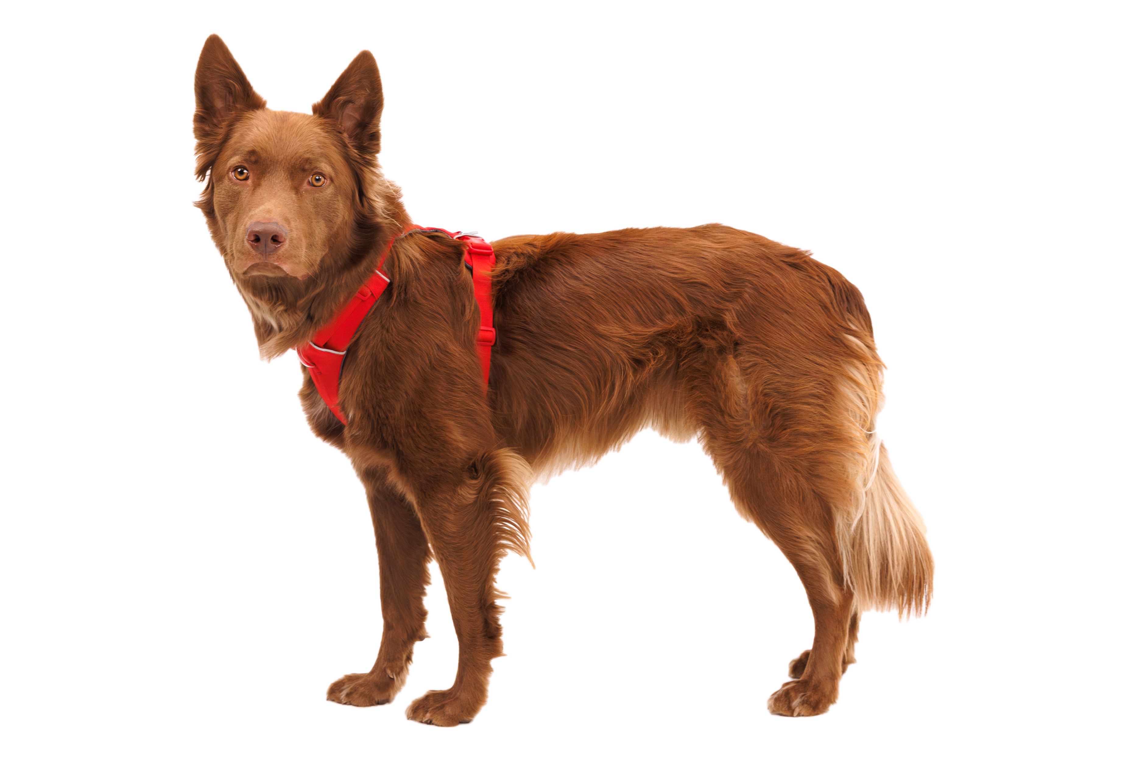 Front Range® Dog Harness