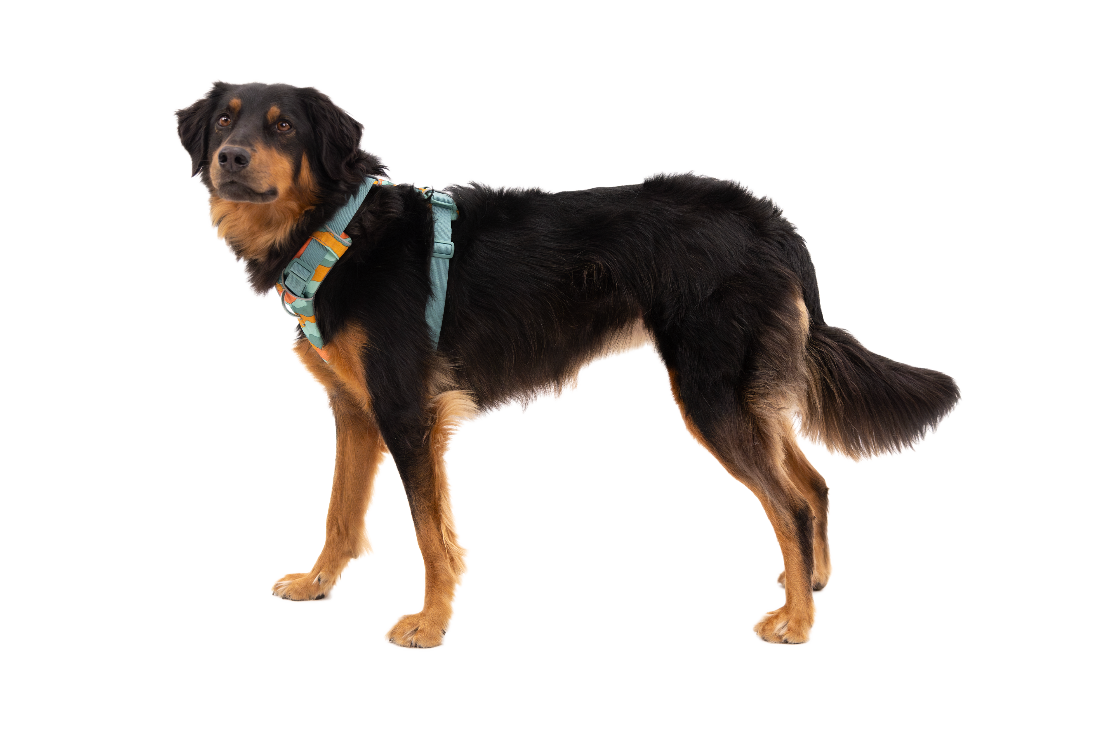 Front Range® Dog Harness