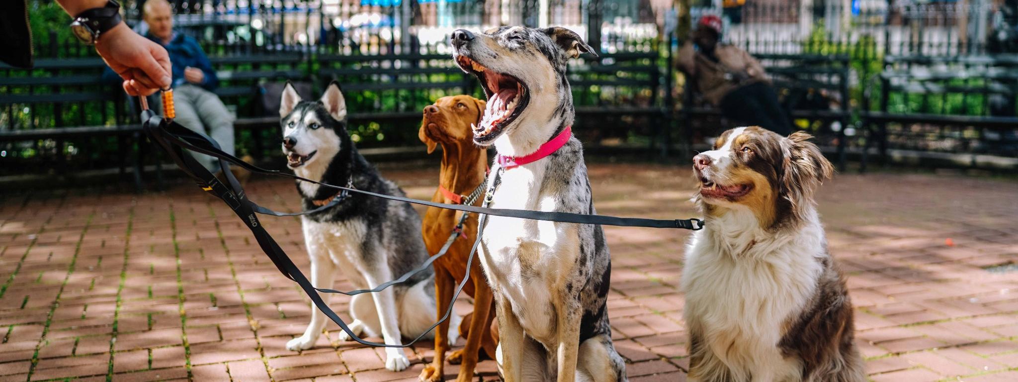 Group of dogs in park new york city husky hound shepherd