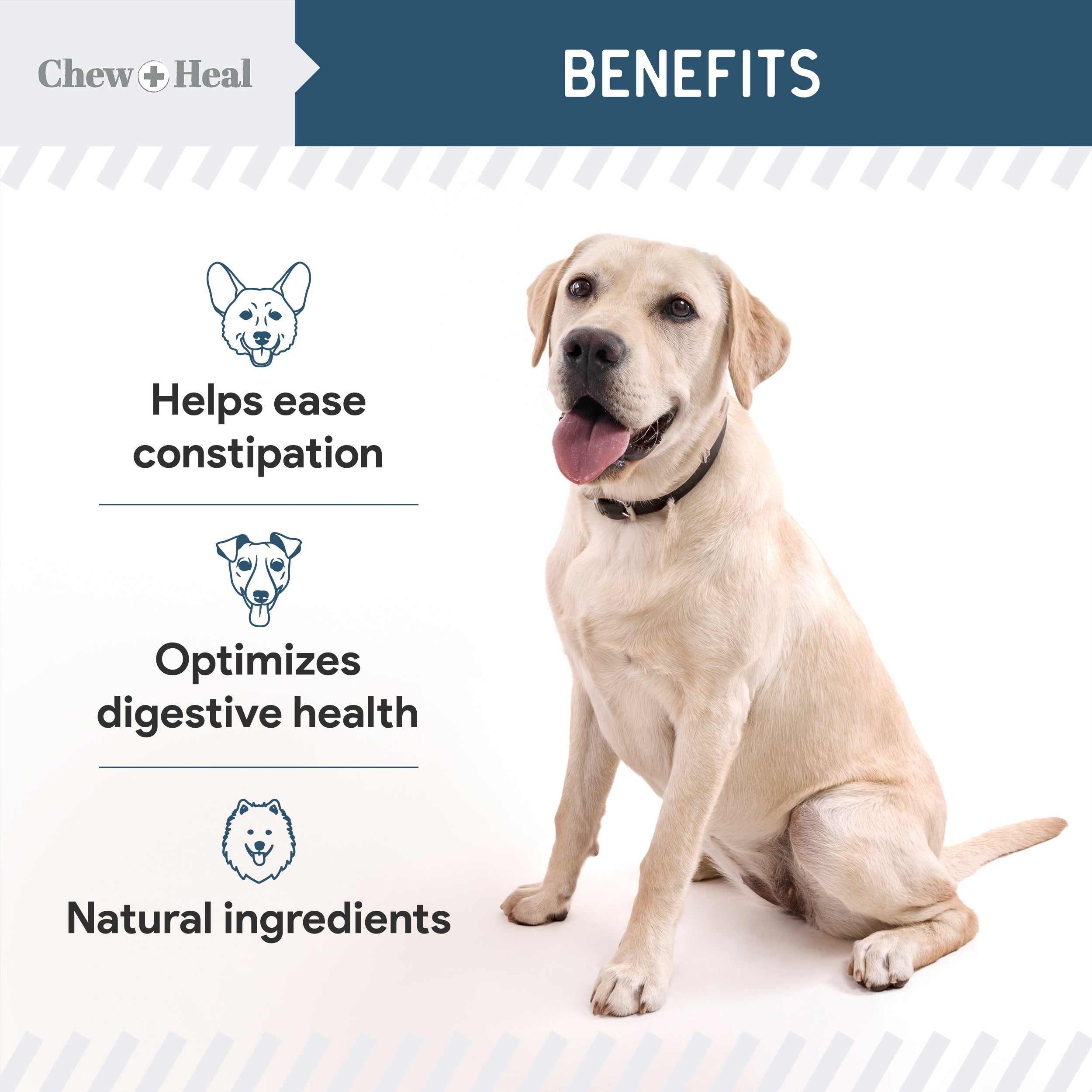 Digestive Enzymes & Probiotics Supplement for Dogs