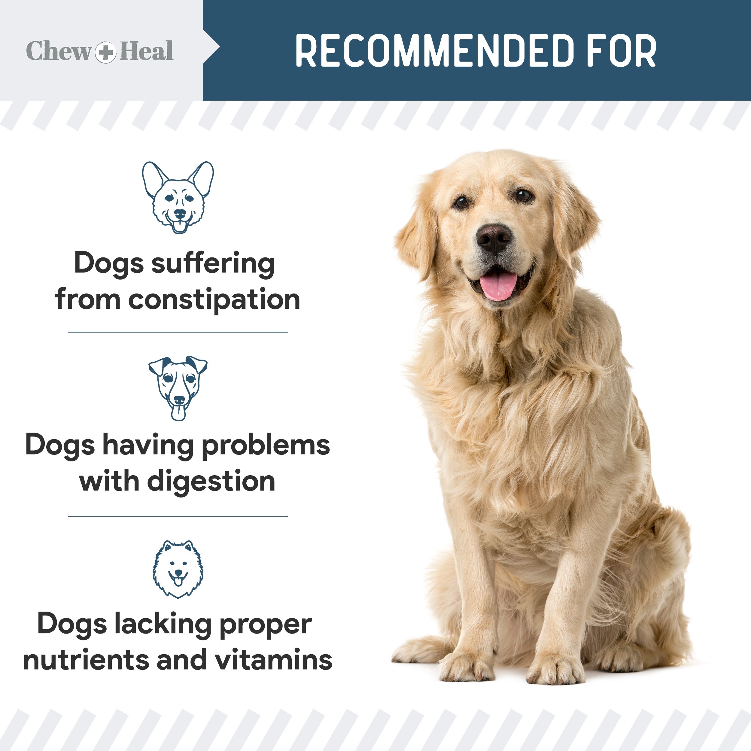 Digestive Enzymes & Probiotics Supplement for Dogs
