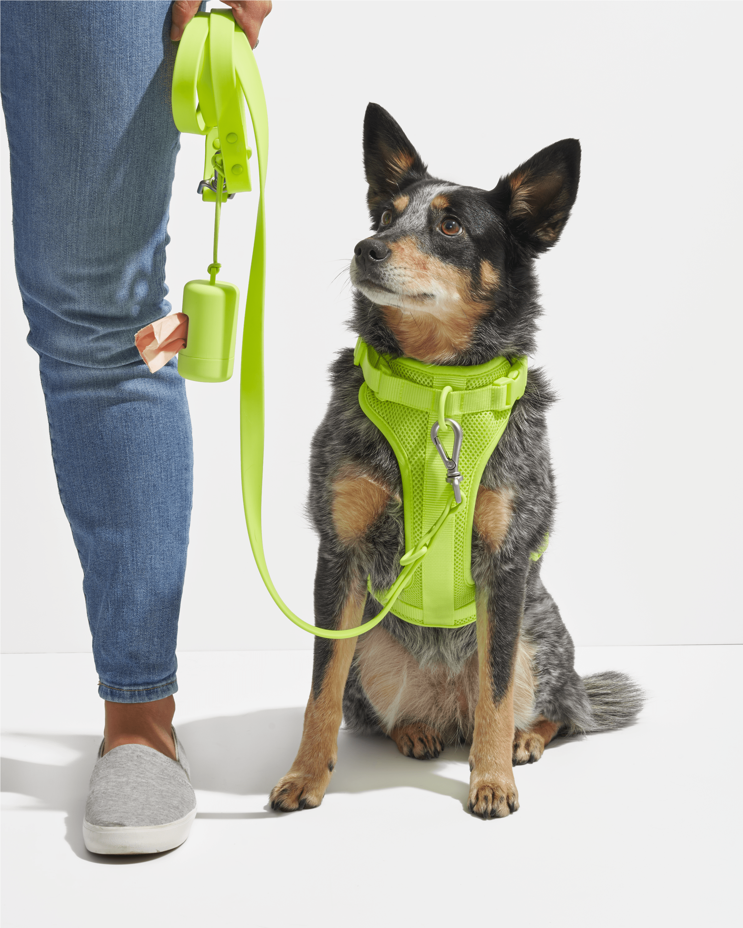 Dog Leash
