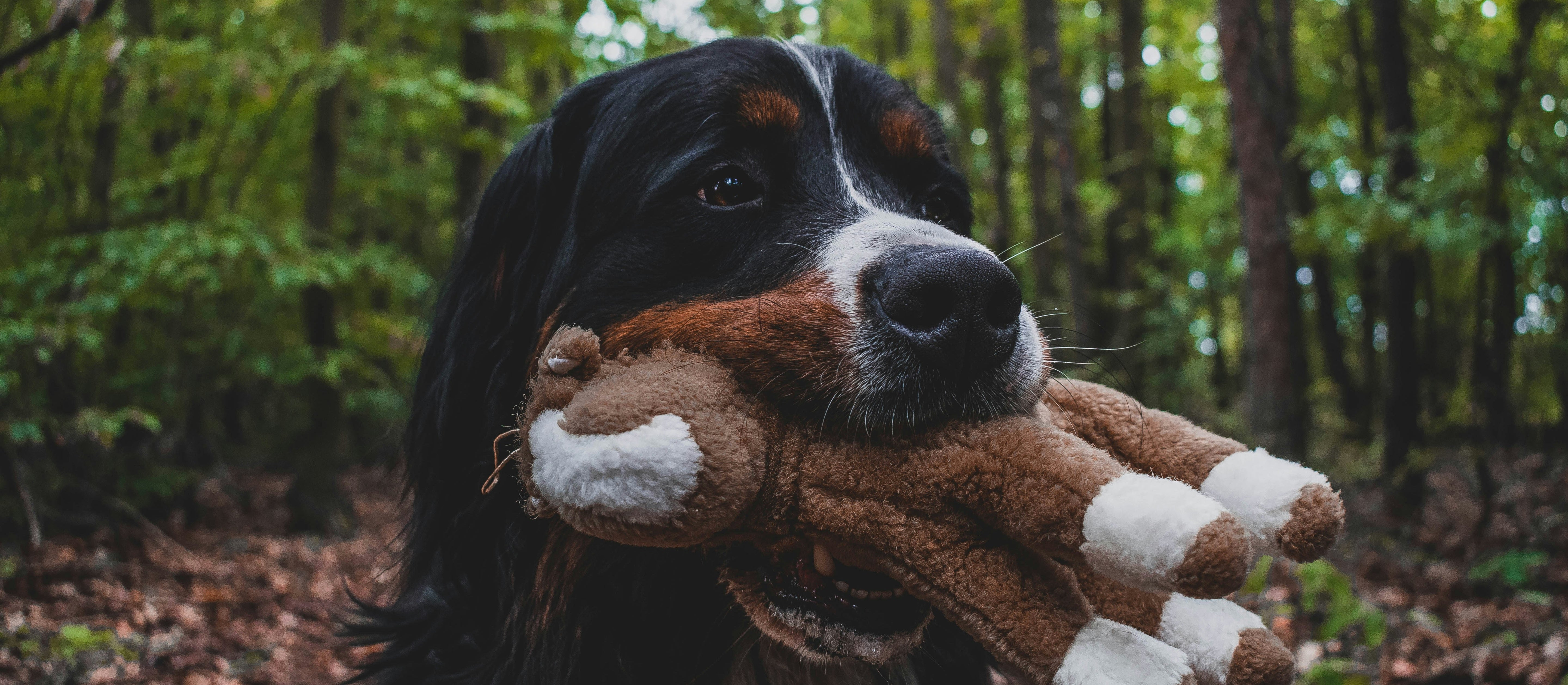 Mountain Dog holding a stuffed animal toy in a forest setting