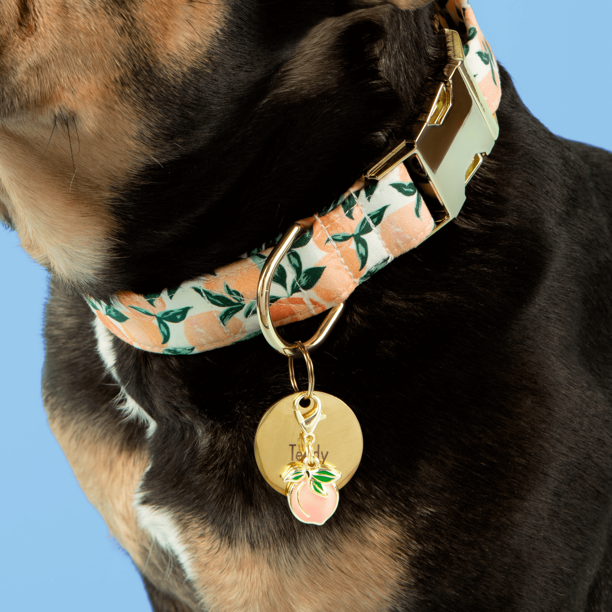 Peaches and Cream Dog Collar