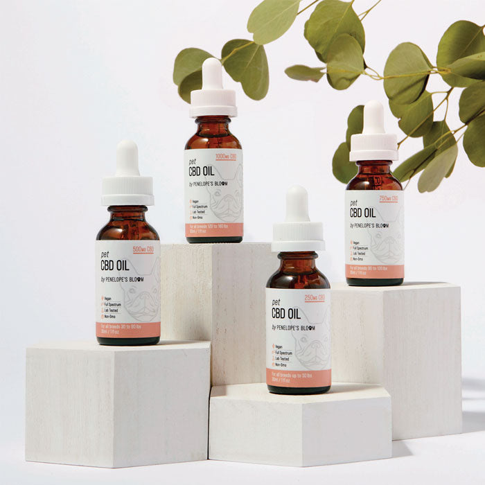 CBD Oil For Dogs 250mg – 1000mg