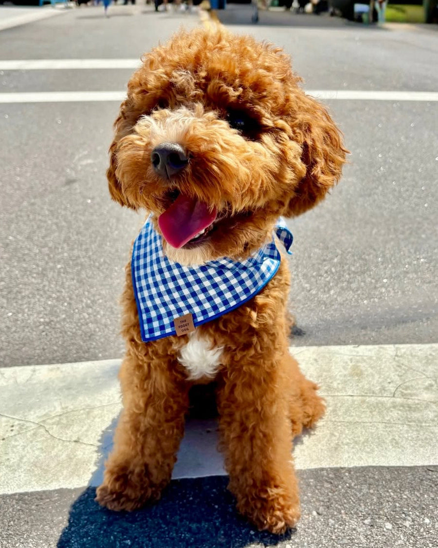 Puppy labradoodle with Foggy Dog Bandana