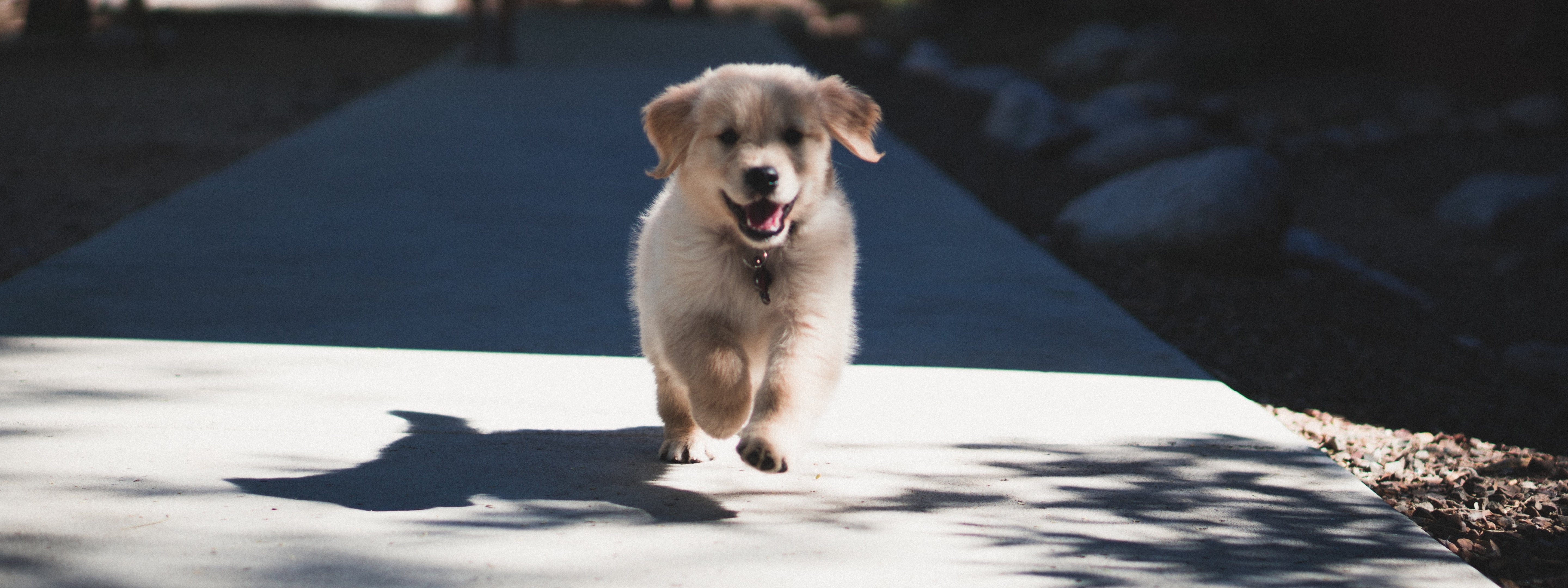 Puppy running dog play wag