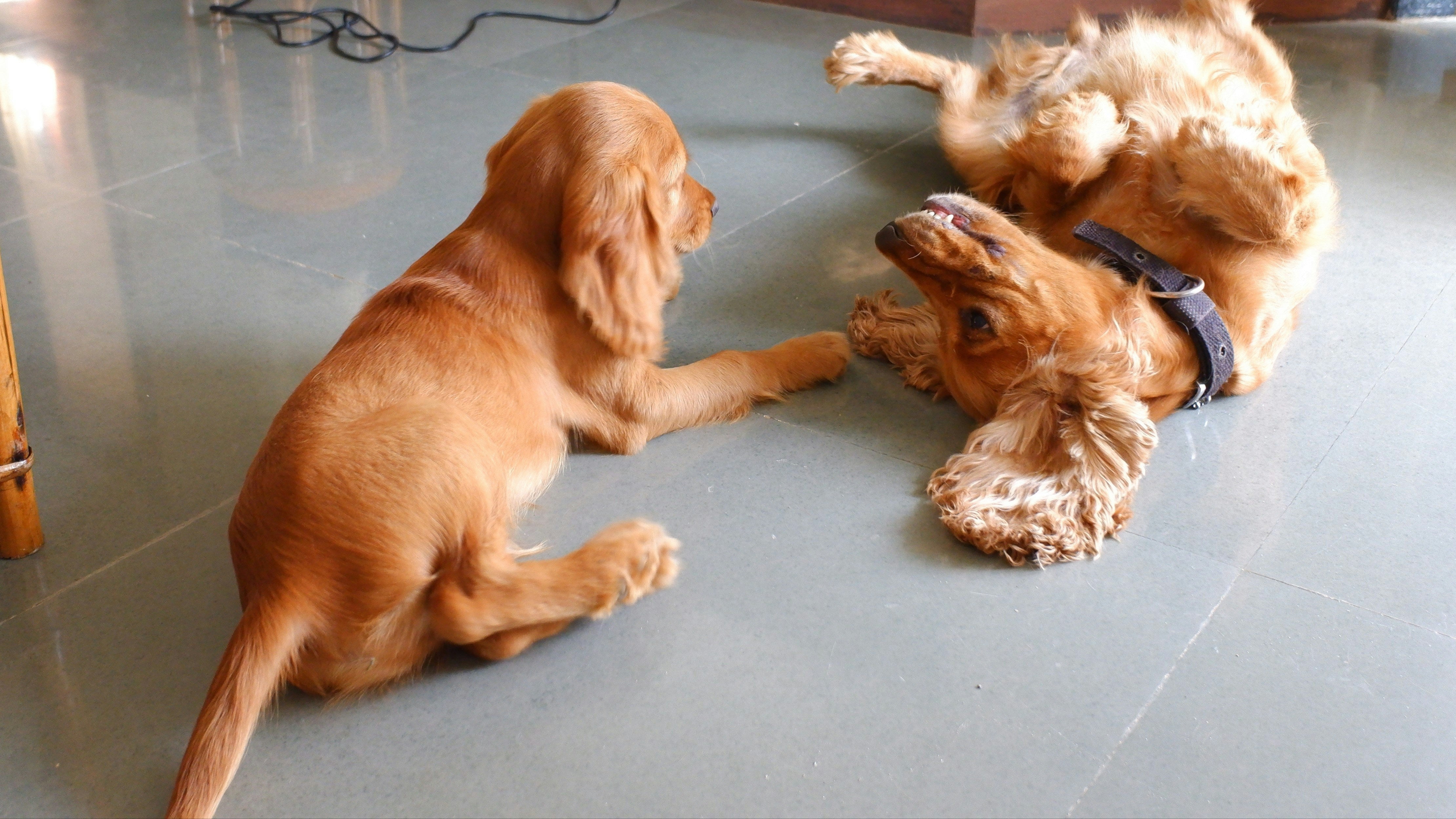 Two dogs playing on a tiled floor in a room with furniture and decor.