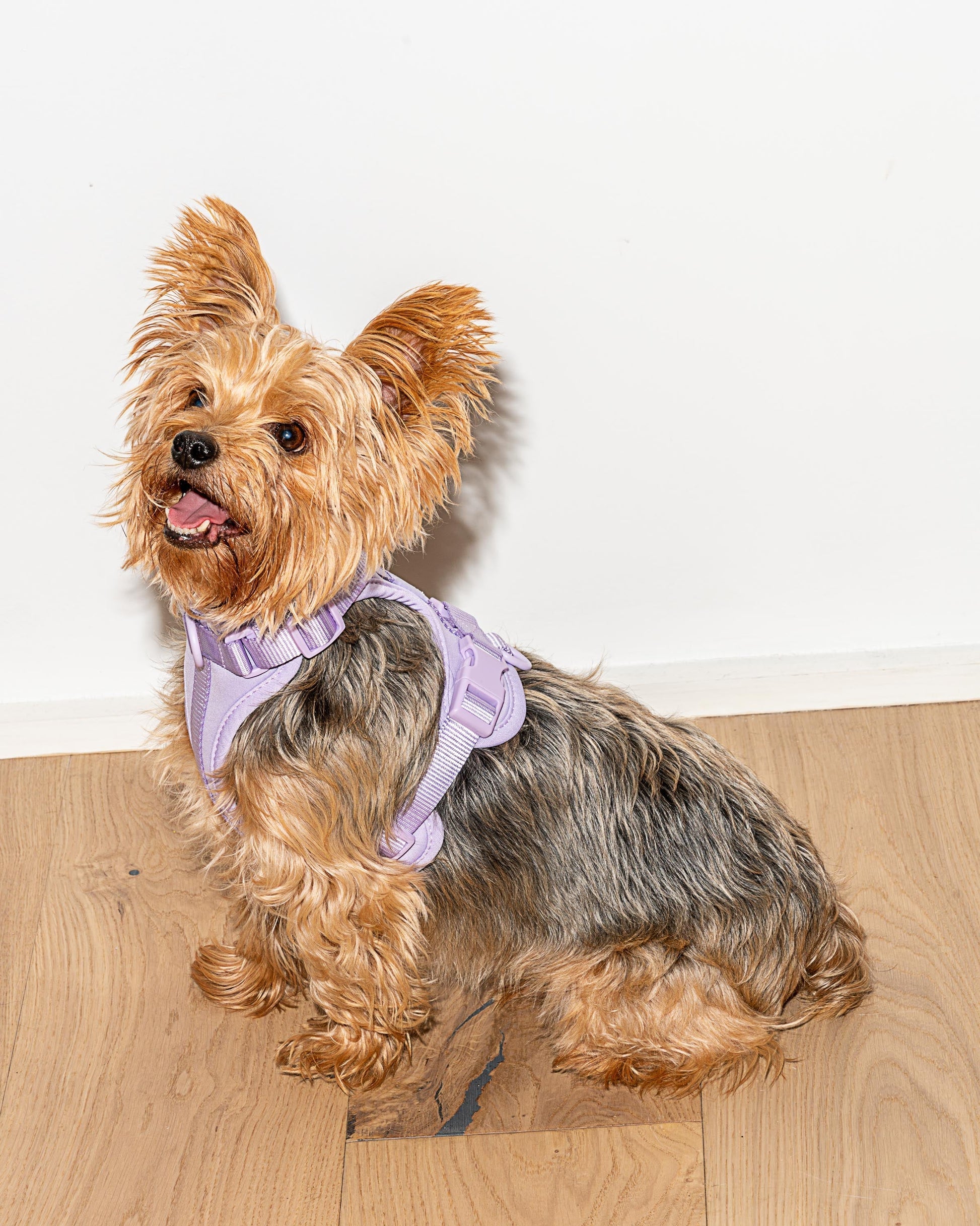 Dog Harness