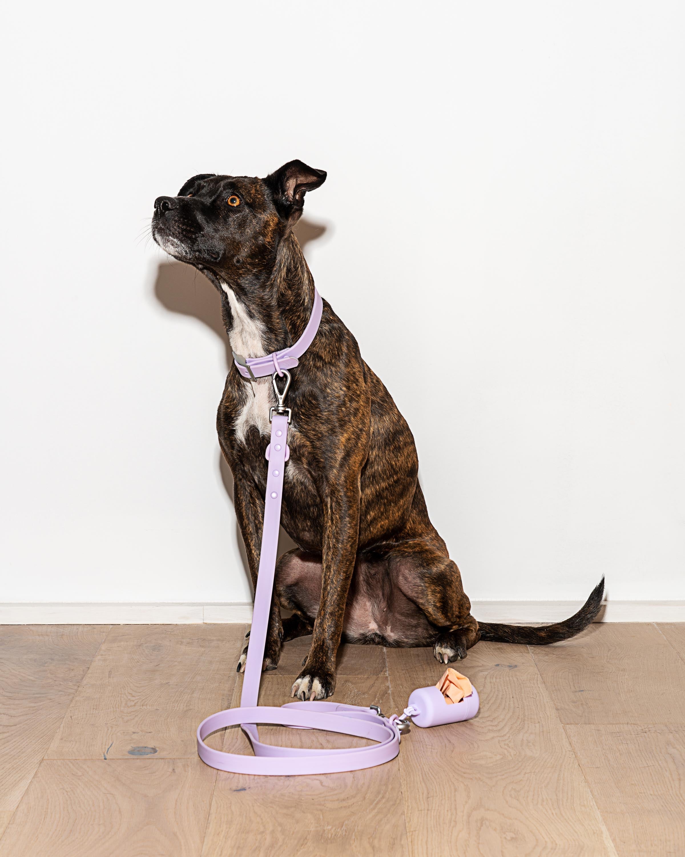 Dog Leash