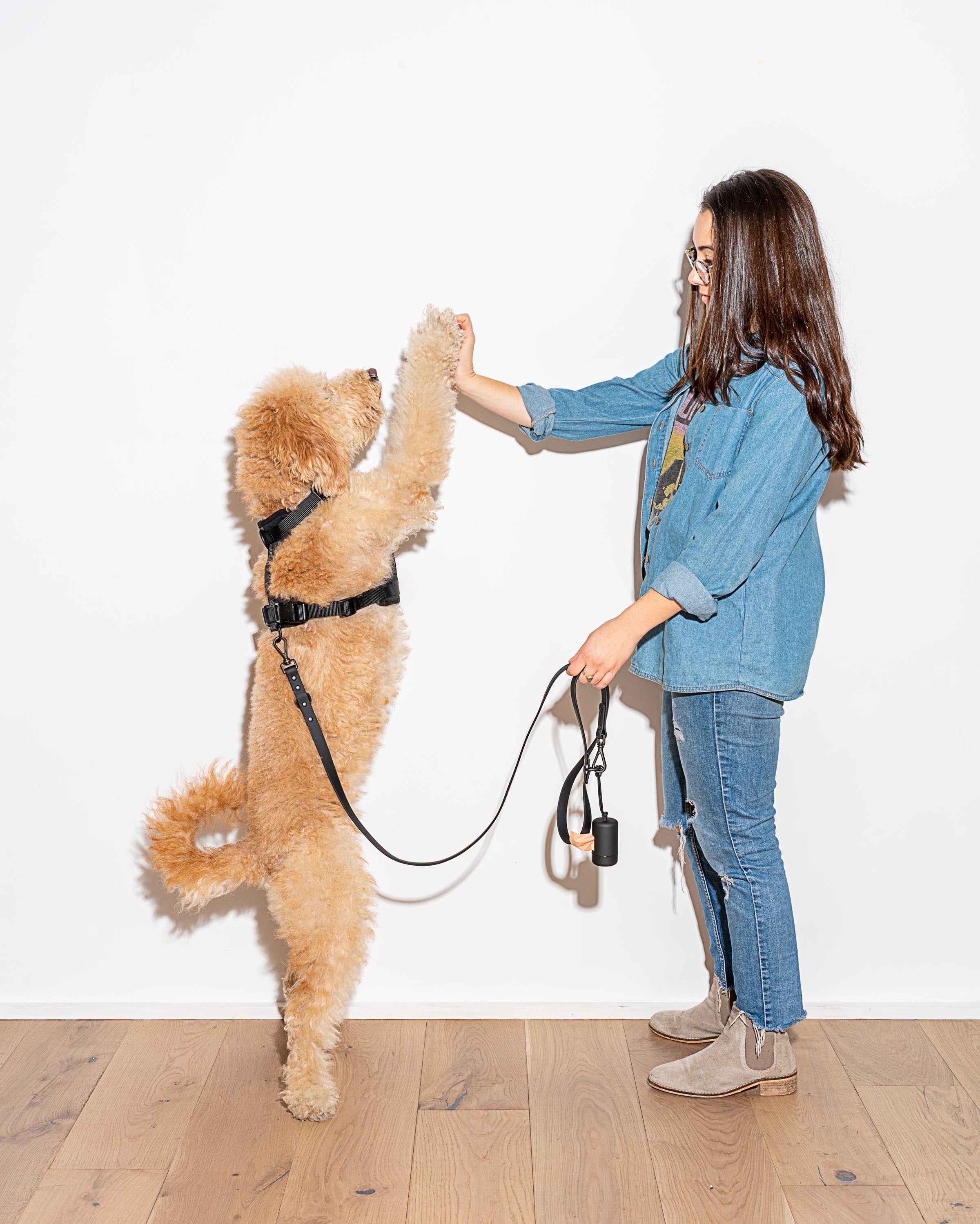 Dog Leash