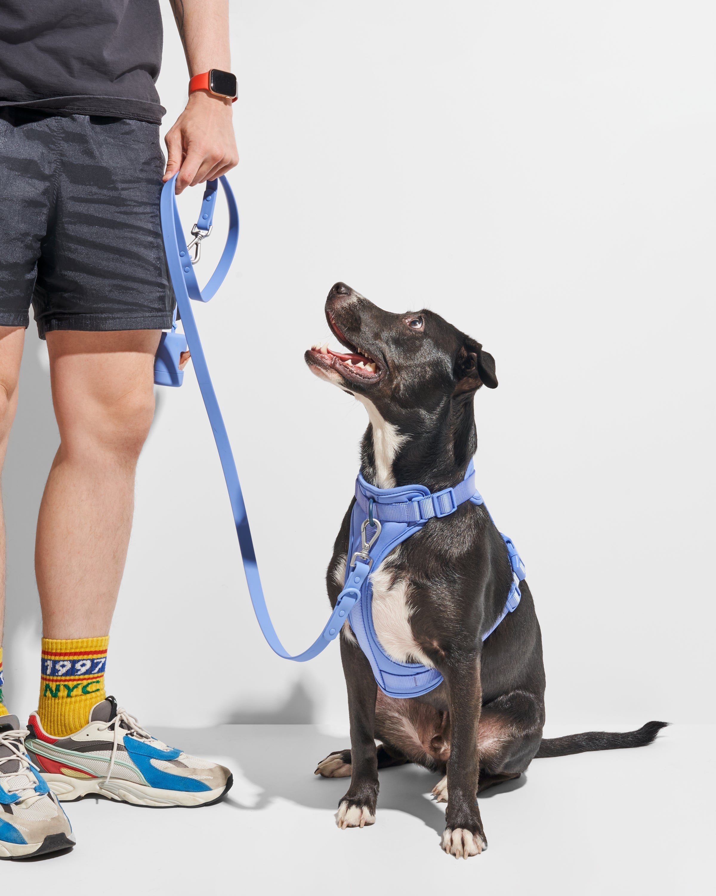Dog Leash