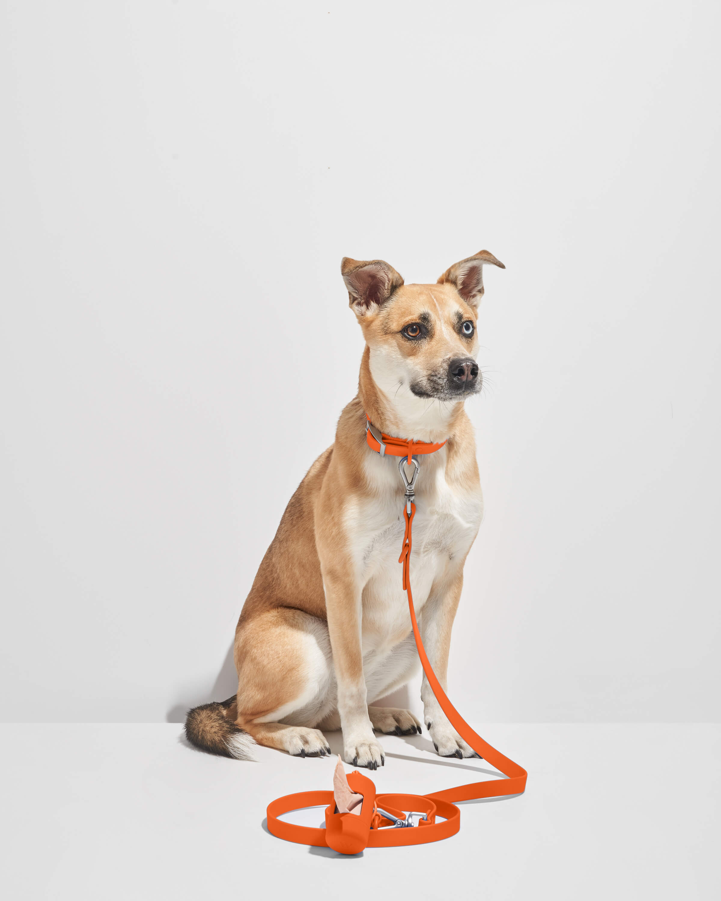 Dog Leash