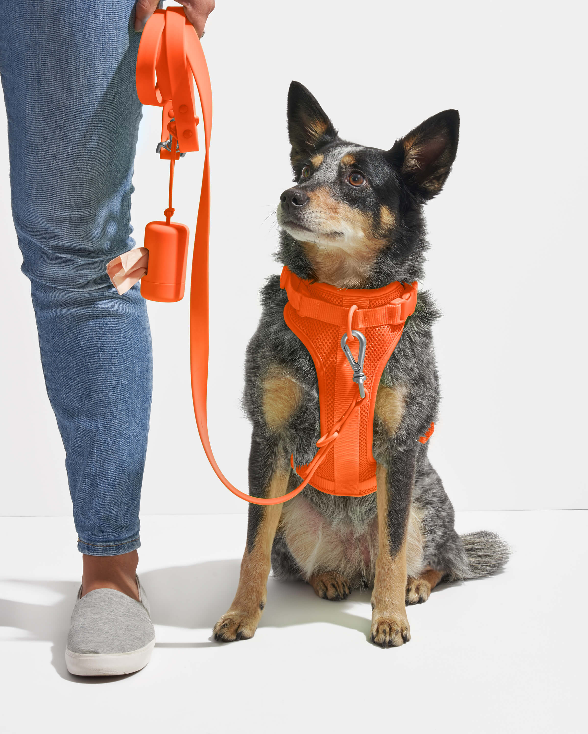 Dog Leash
