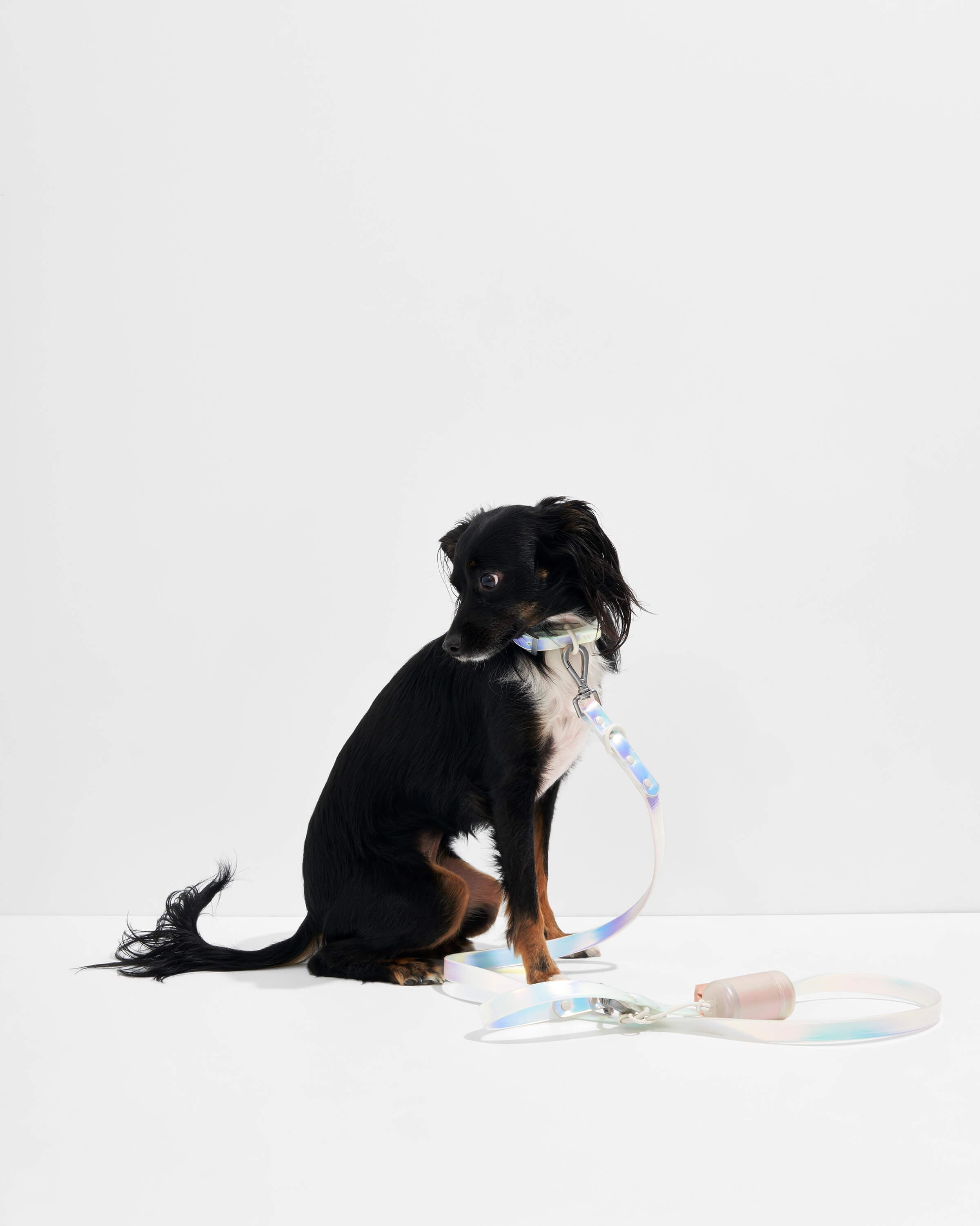 Dog Leash