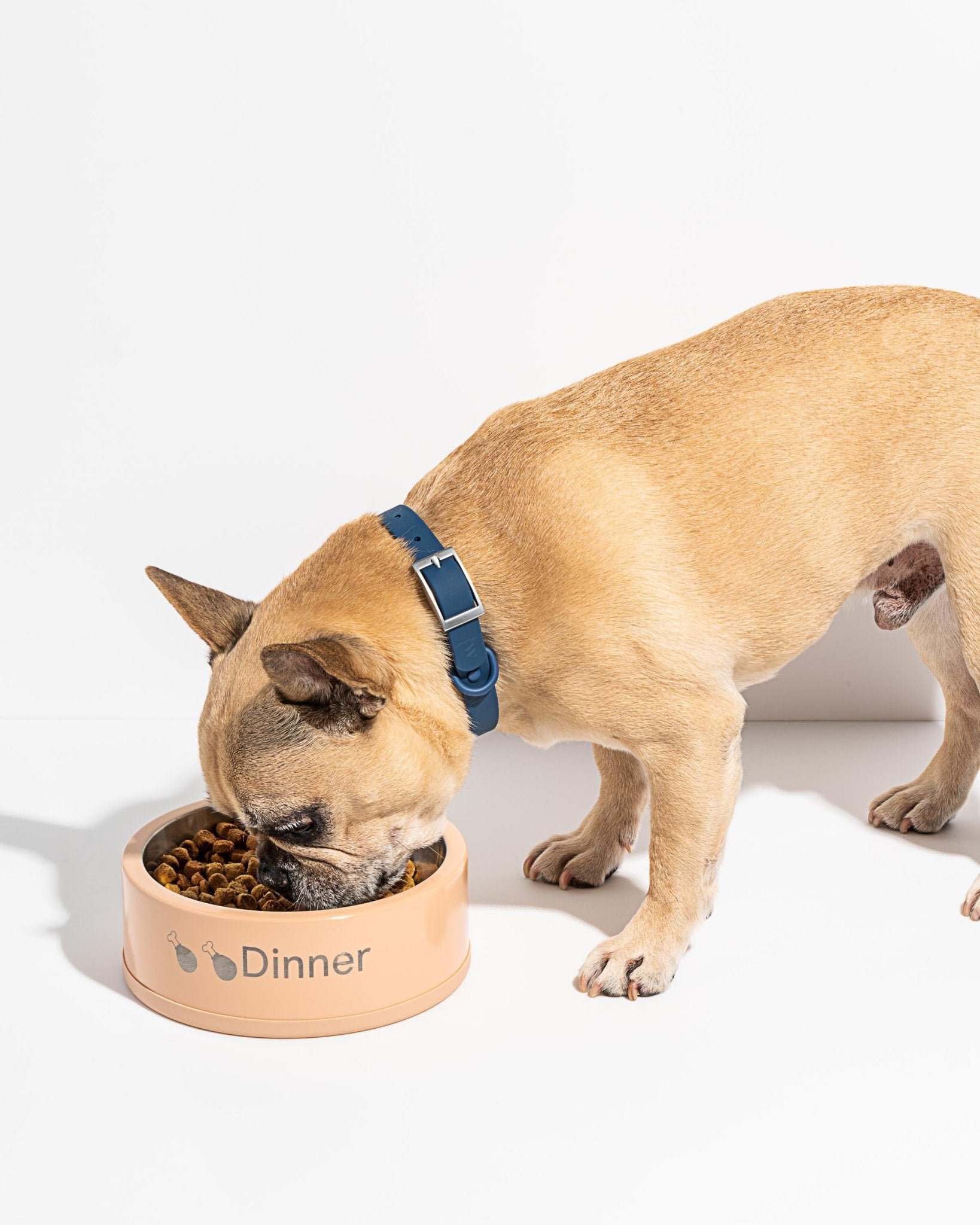 Bowl Kit - Eva Pet - Wild One