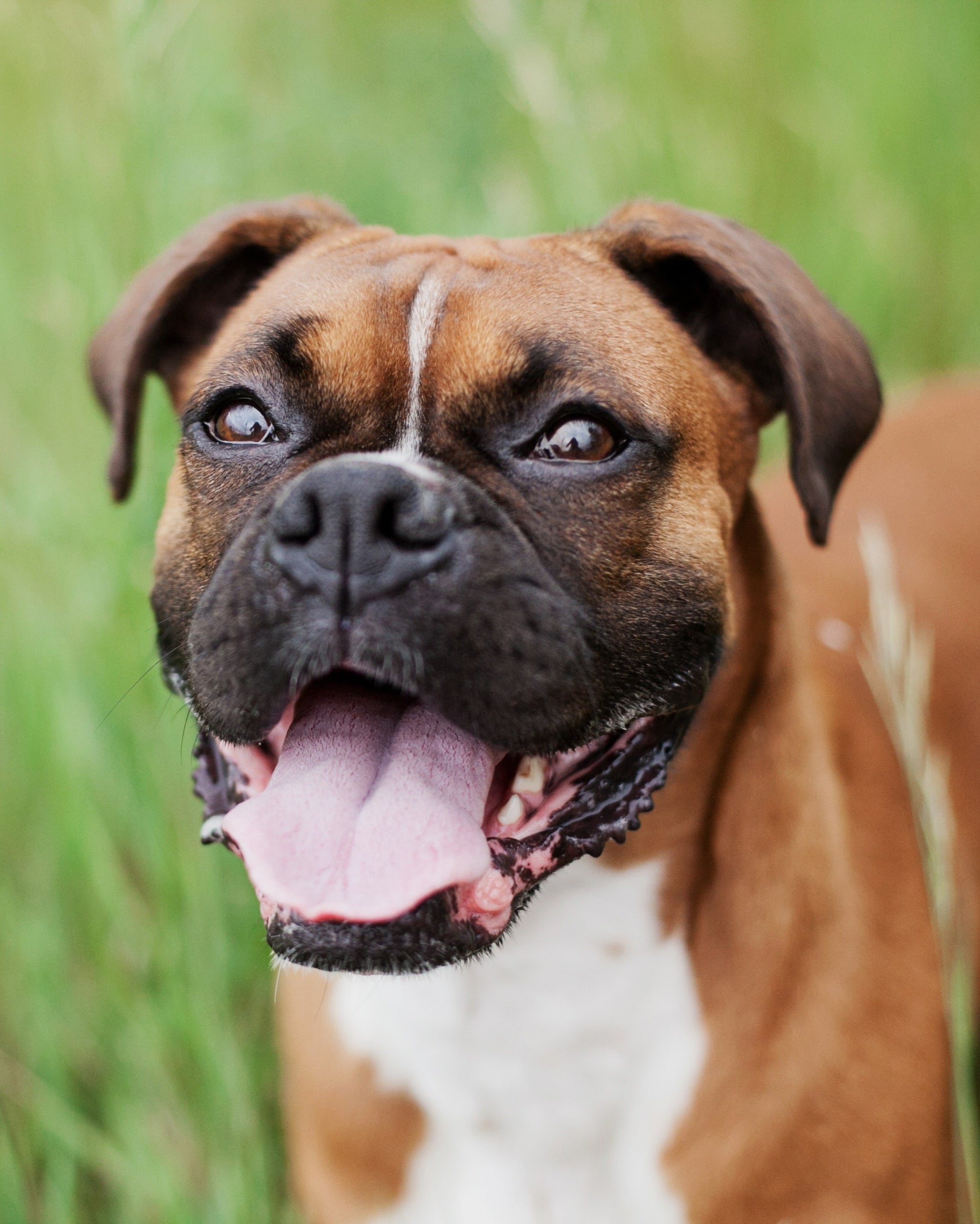 boxer dog face closeup smile