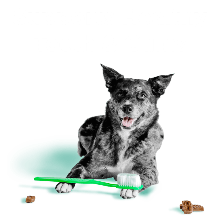 Brushers™ Dental Chews – Extra Small and Small Dogs - Eva Pet - Bixbi