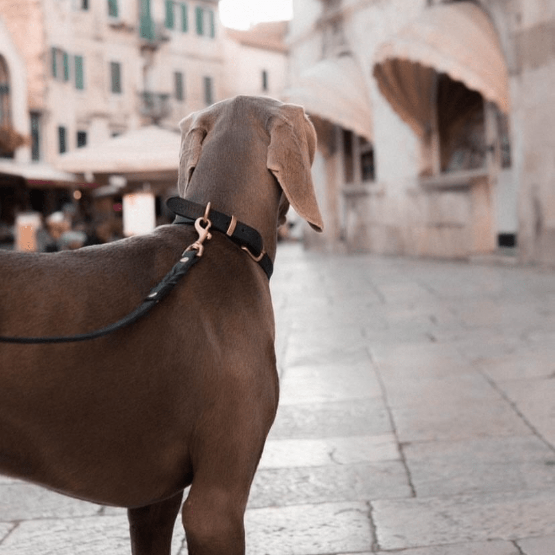 Butter Leather Dog Collar - Classic Brown - Eva Pet - mollyandstitchus