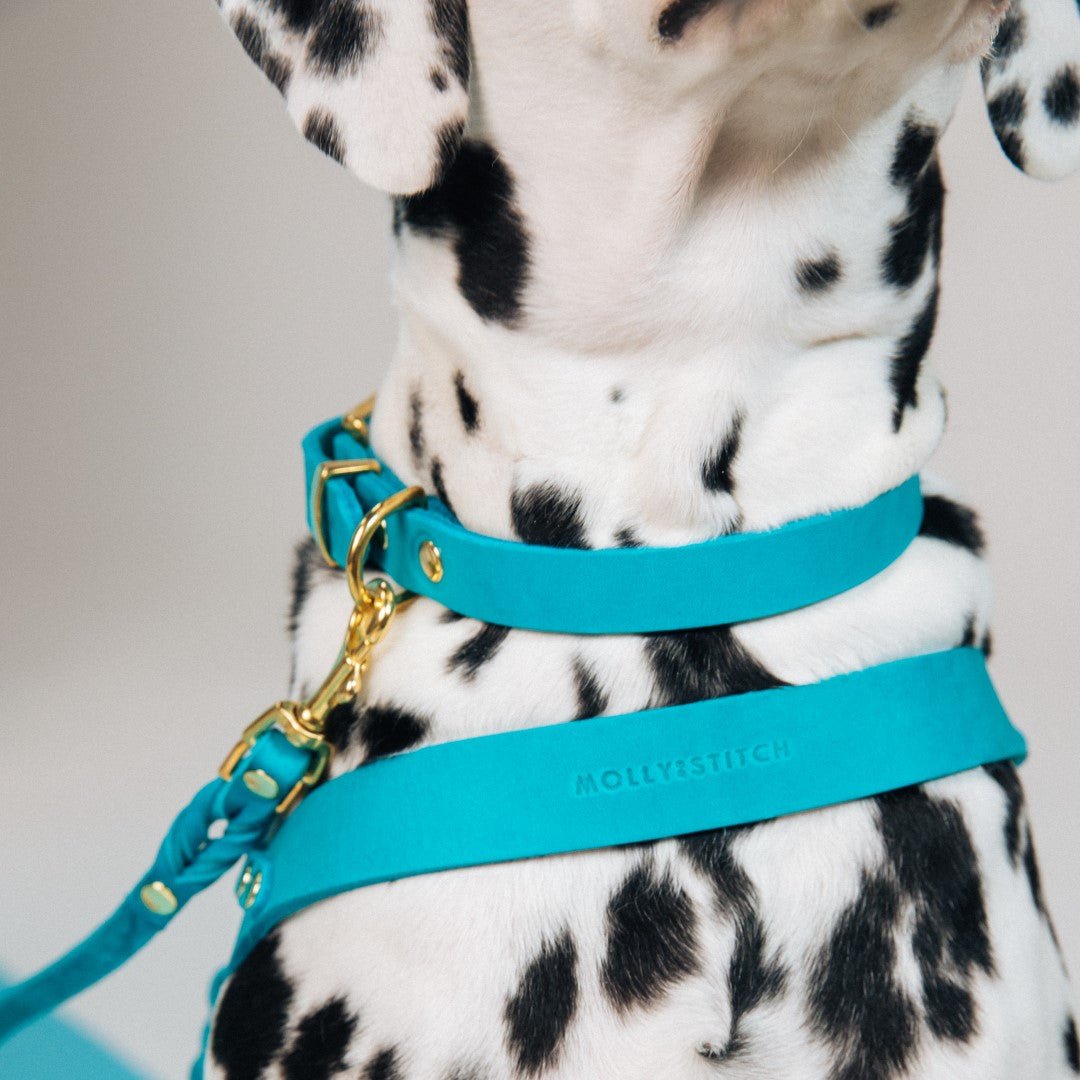 Butter Leather Dog Collar - Fiji - Eva Pet - mollyandstitchus