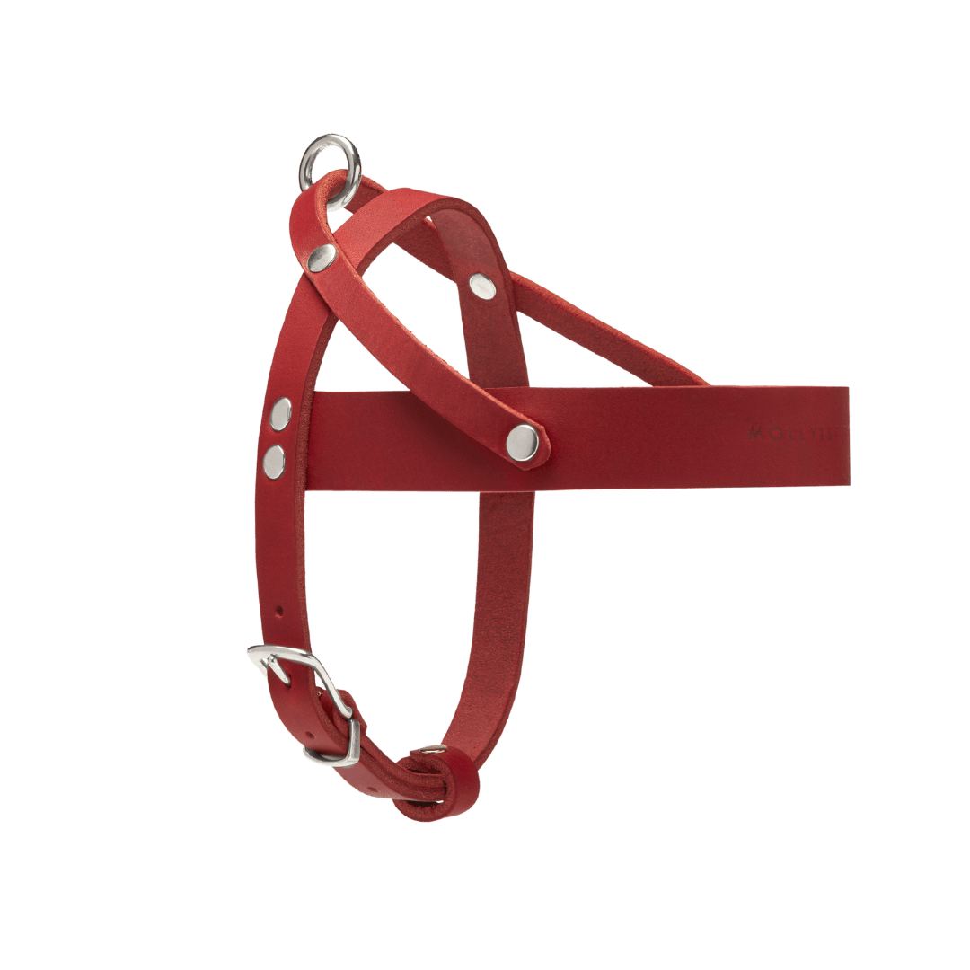 Butter Leather Dog Harness - Chili Red - Eva Pet - mollyandstitchus