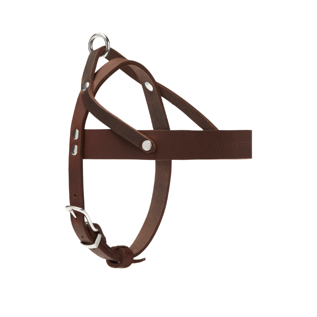 Butter Leather Dog Harness - Classic Brown - Eva Pet - mollyandstitchus
