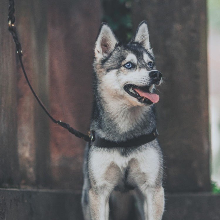 Butter Leather Dog Harness - Classic Brown - Eva Pet - mollyandstitchus