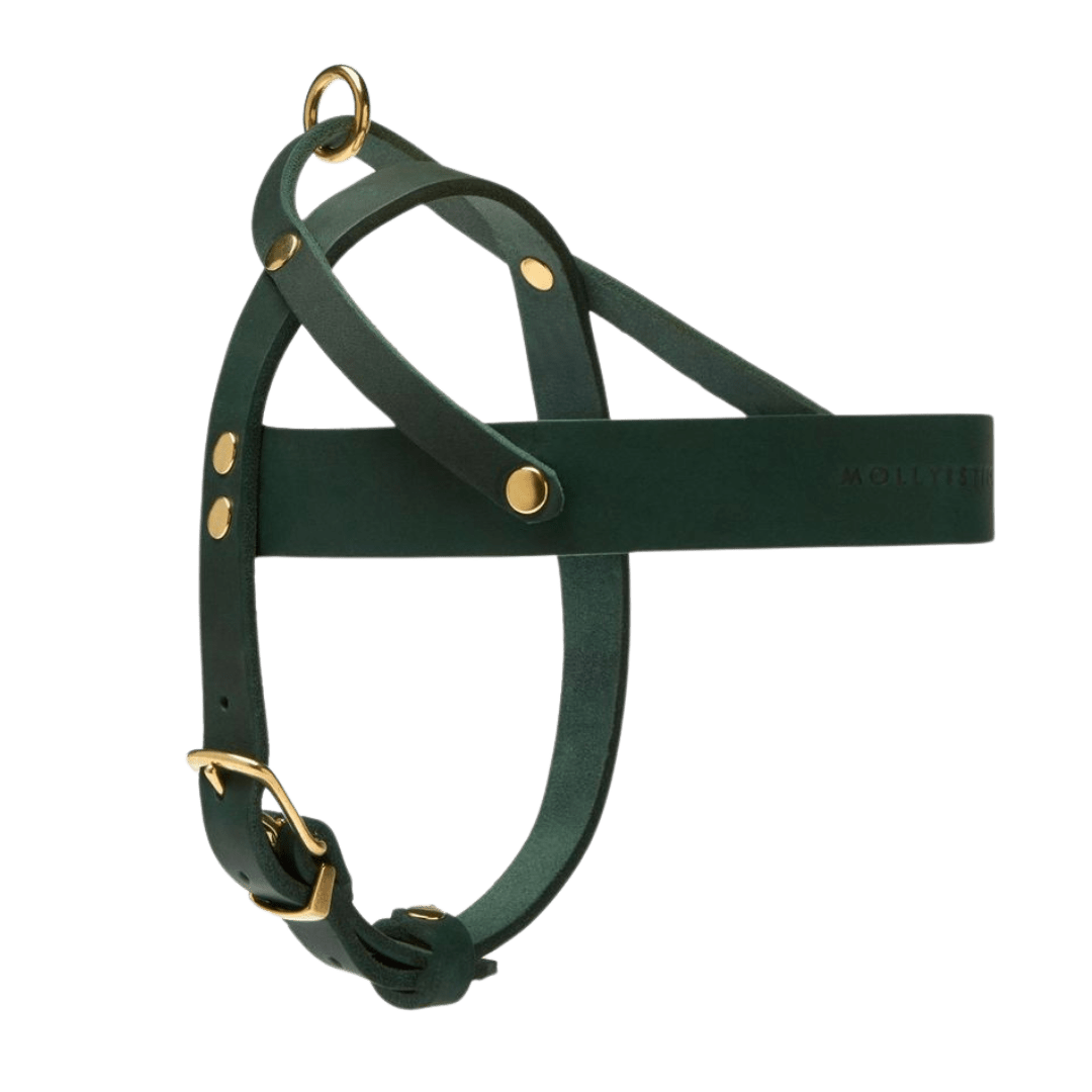 Butter Leather Dog Harness - Forest Green - Eva Pet - mollyandstitchus