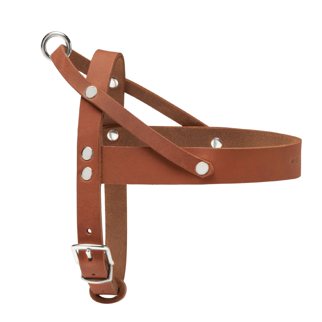 Butter Leather Dog Harness - Sahara Cognac - Eva Pet - mollyandstitchus