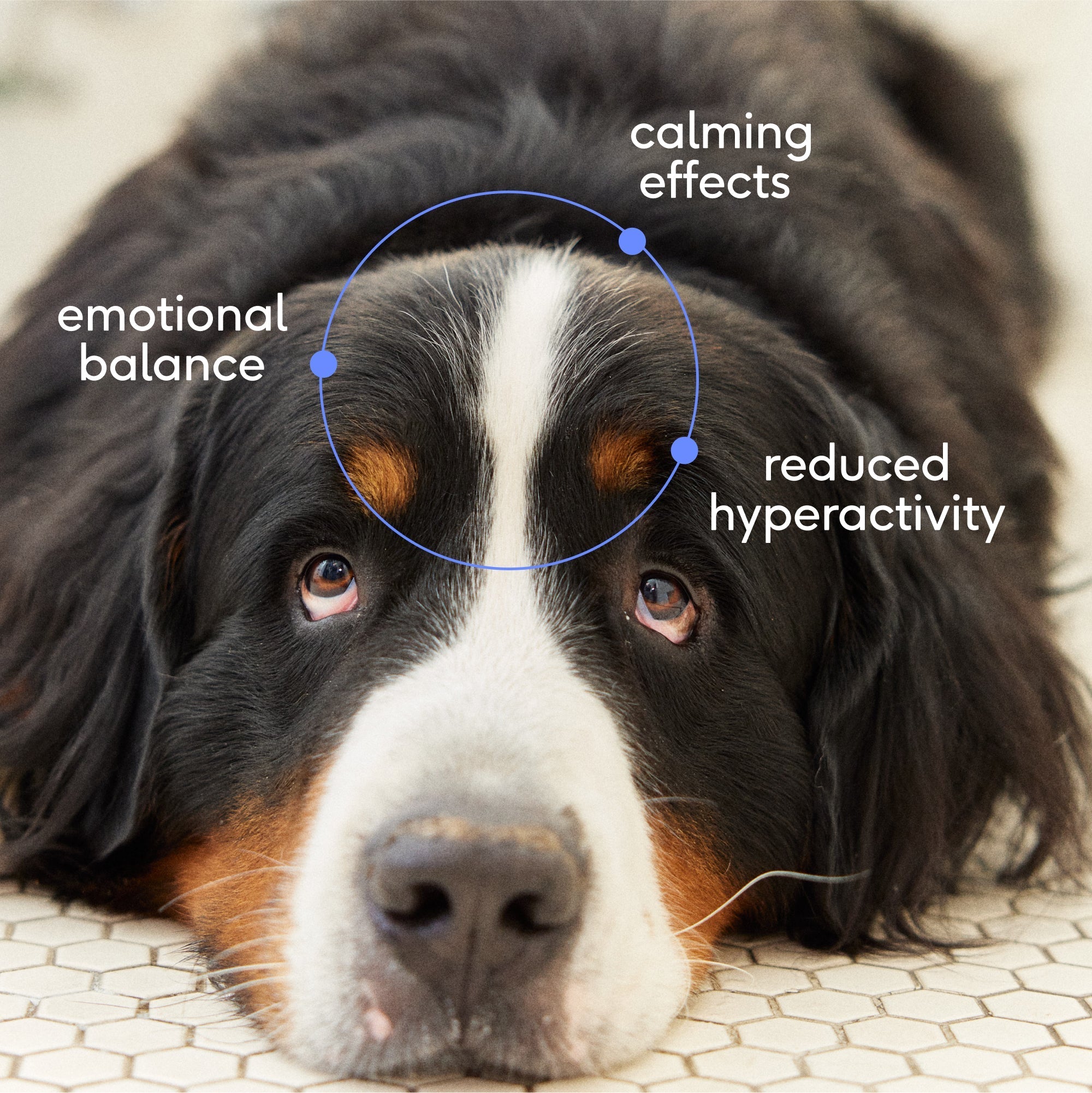 CALM CHEWS - Eva Pet - Native Pet