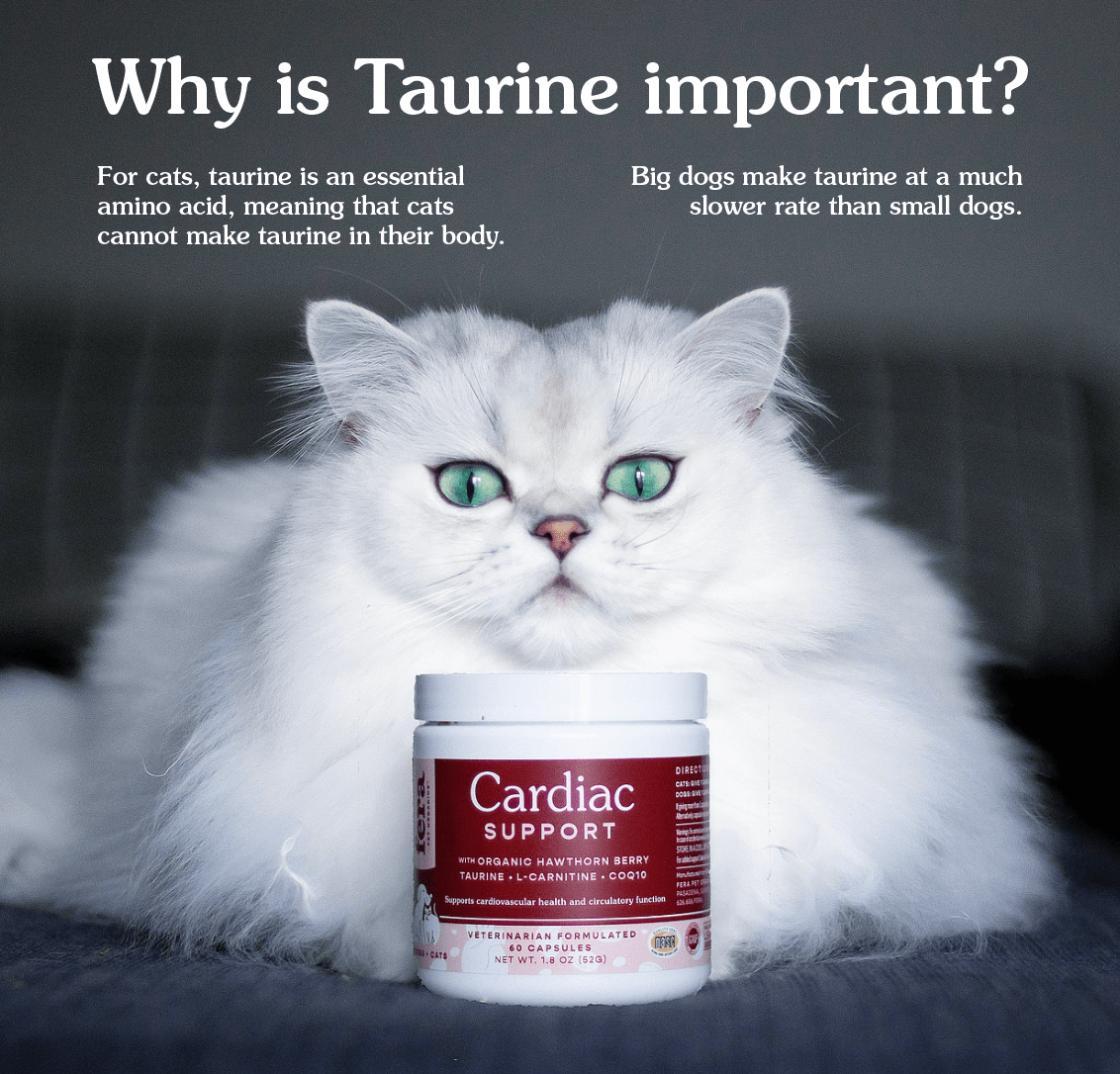 Cardiac Support for Dogs and Cats - Eva Pet - Fera Pet Organics