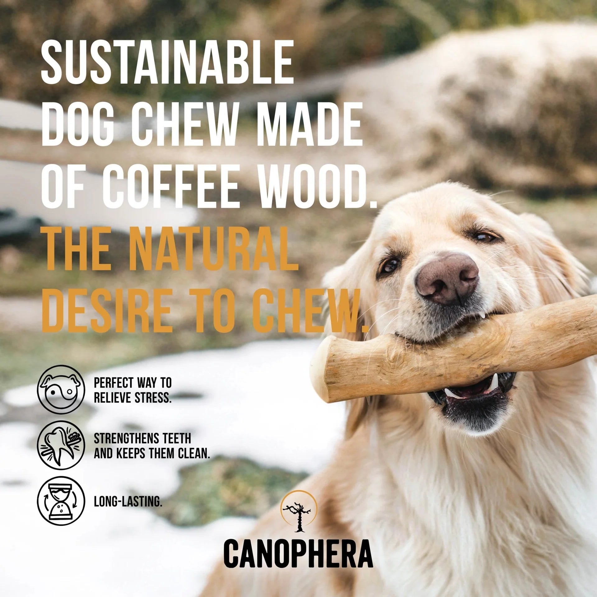 Coffee Wood Chew Sticks