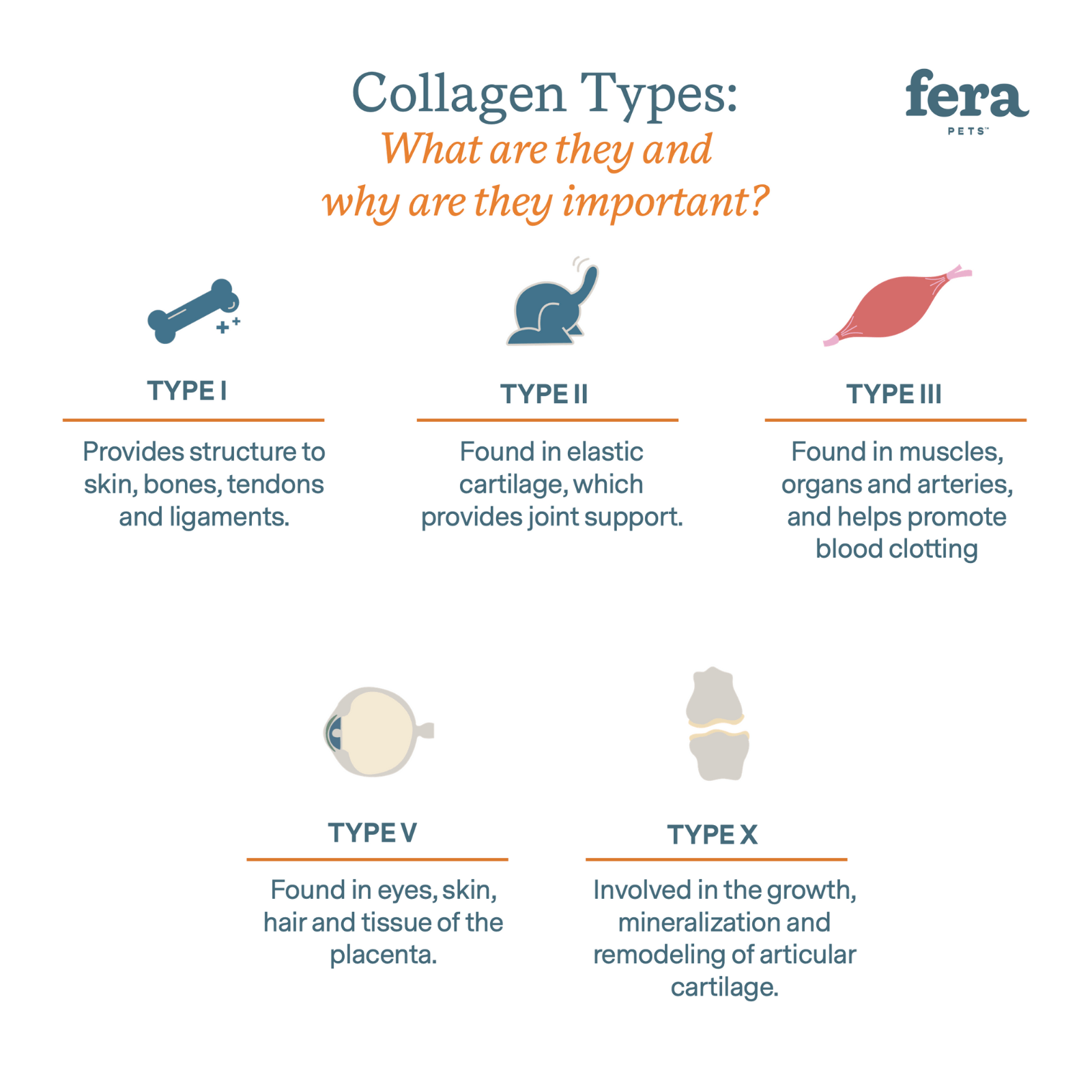 Collagen Plus - Eva Pet - Fera Pets