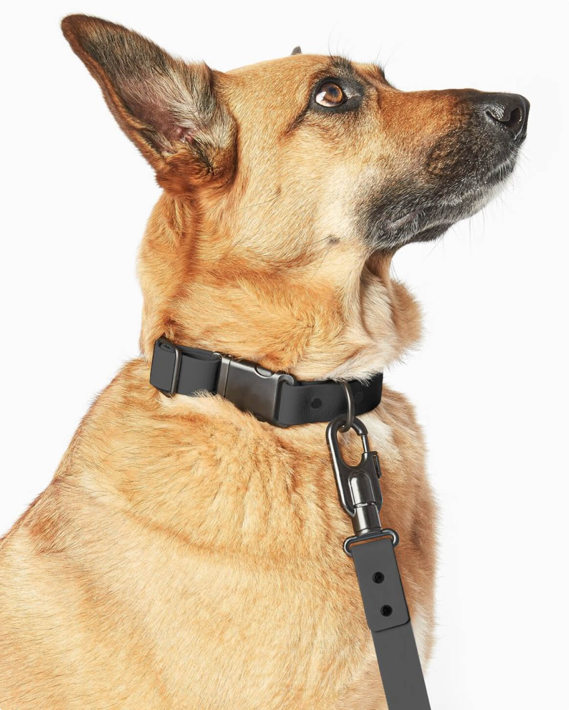 Signature Collar