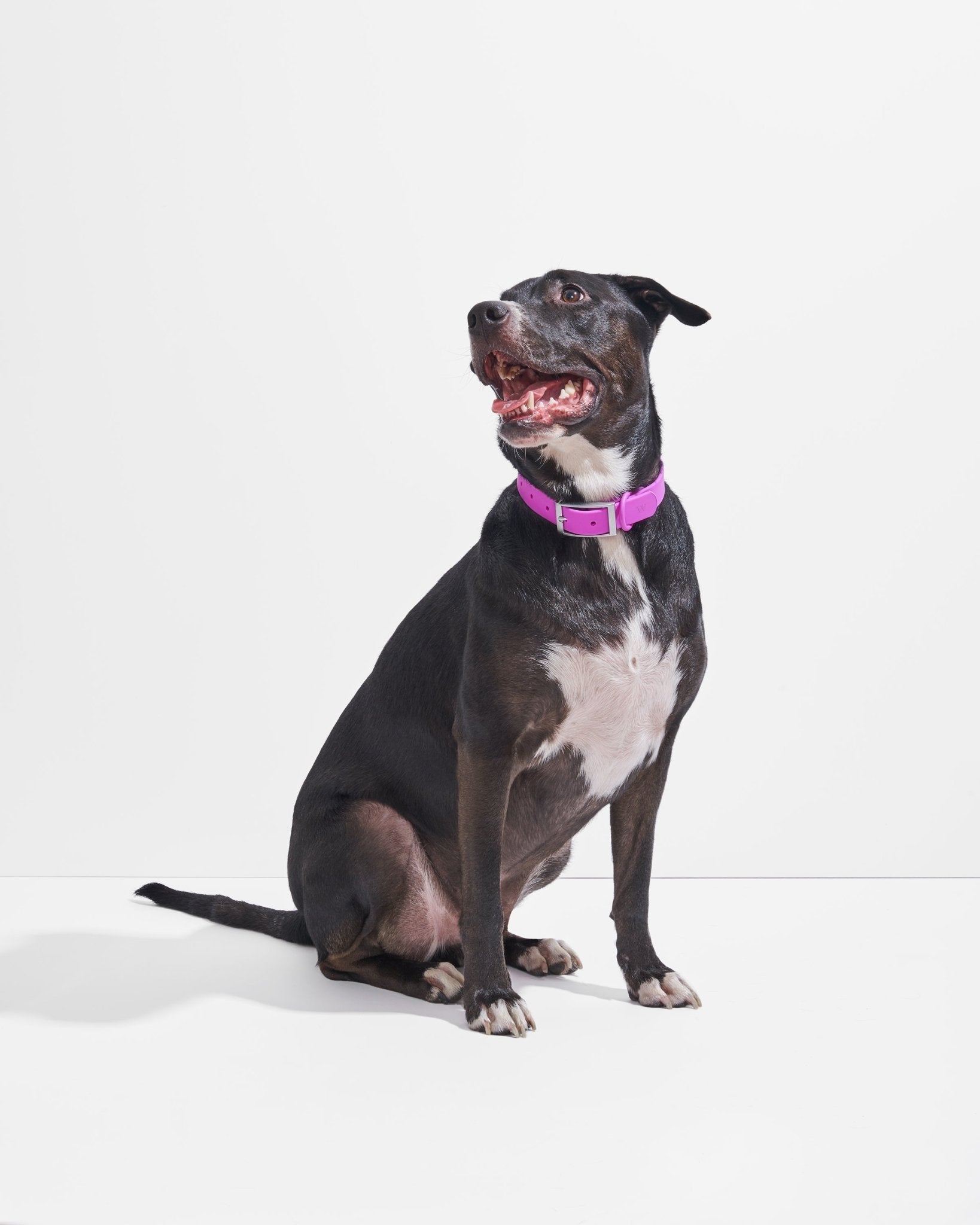 Collar - Eva Pet - Wild One
