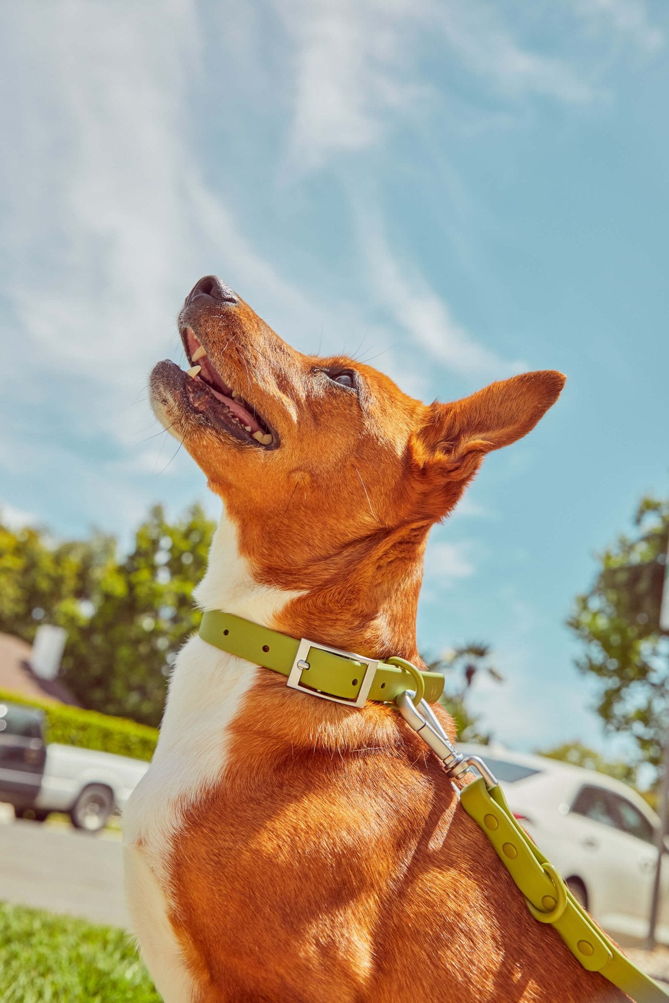 Collar - Eva Pet - Wild One